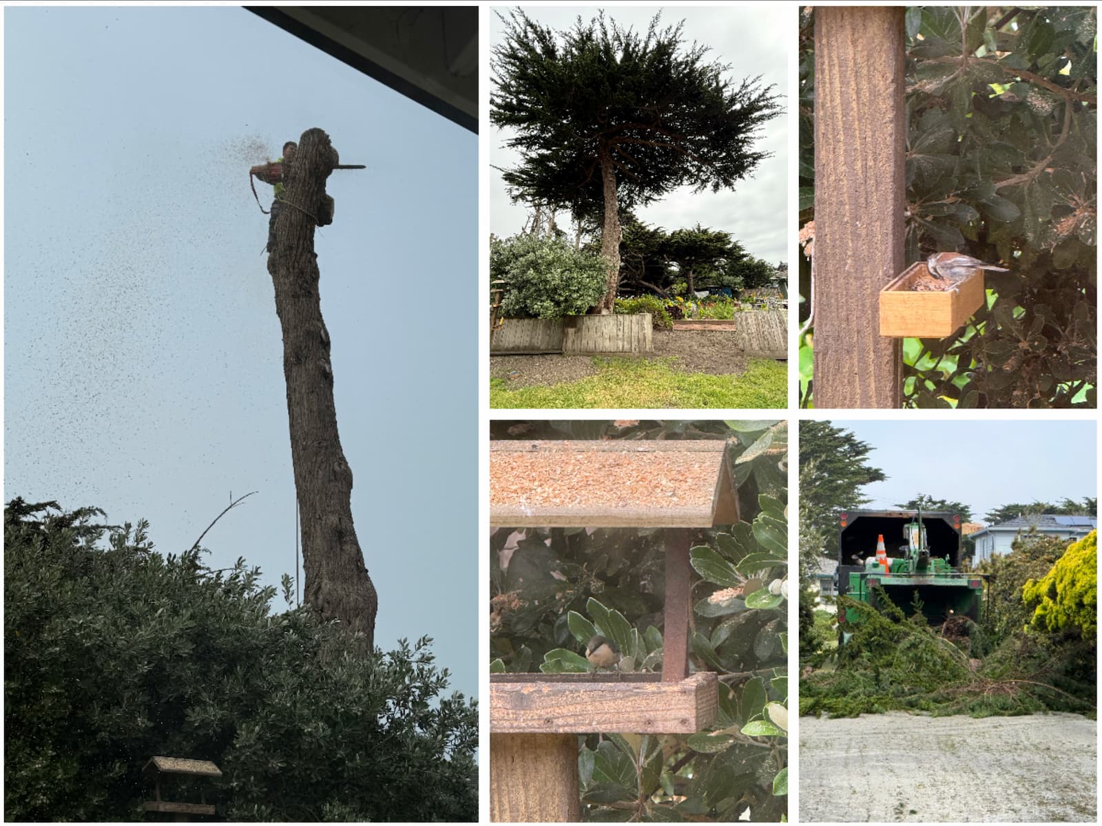 Cypress-Tree-Removal