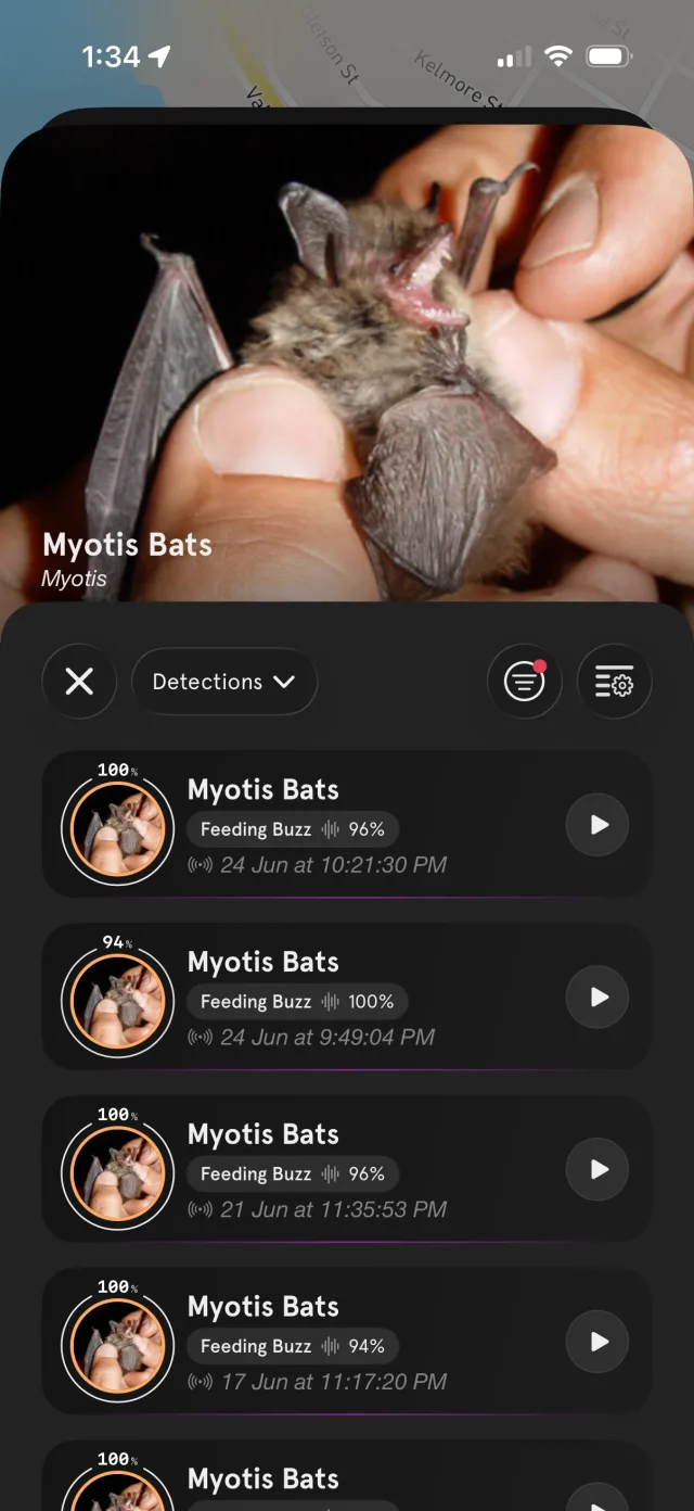 A single species' detections, each tagged Feeding Buzz with a confidence score