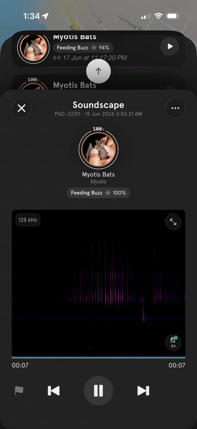 Detection view — a Myotis feeding buzz, with its spectrogram and playback controls