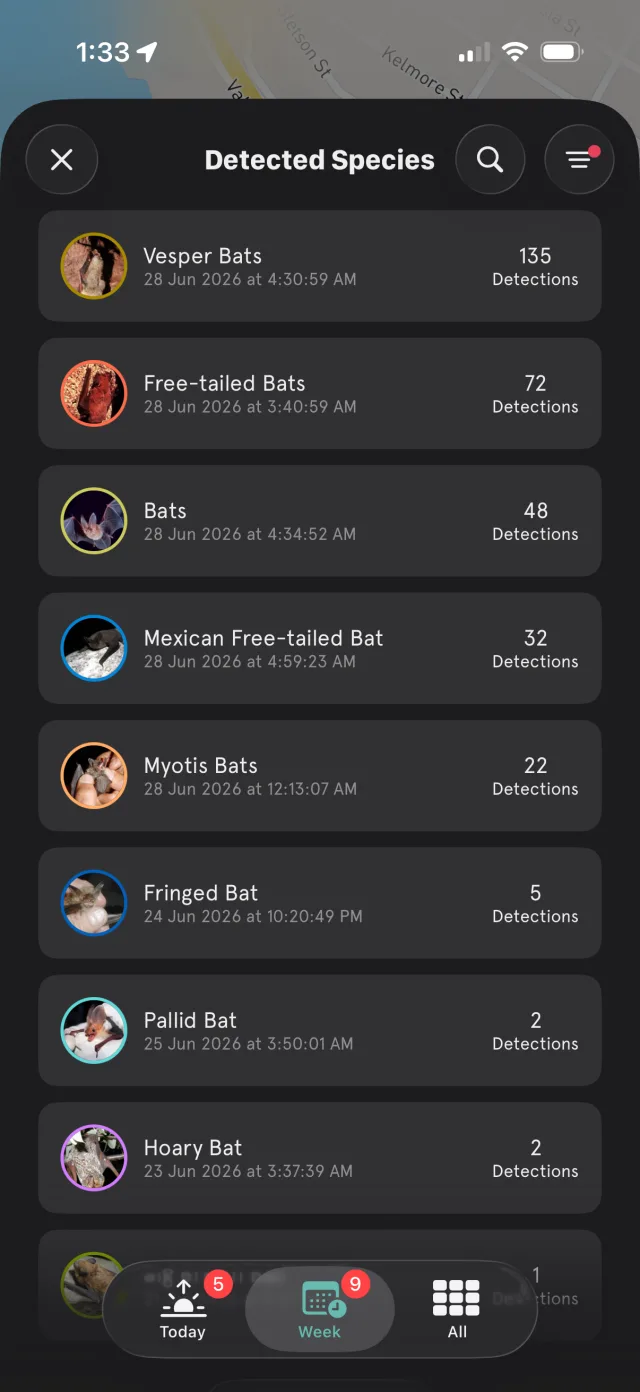 Detected Species — counts across Vesper, Free-tailed, Myotis and more