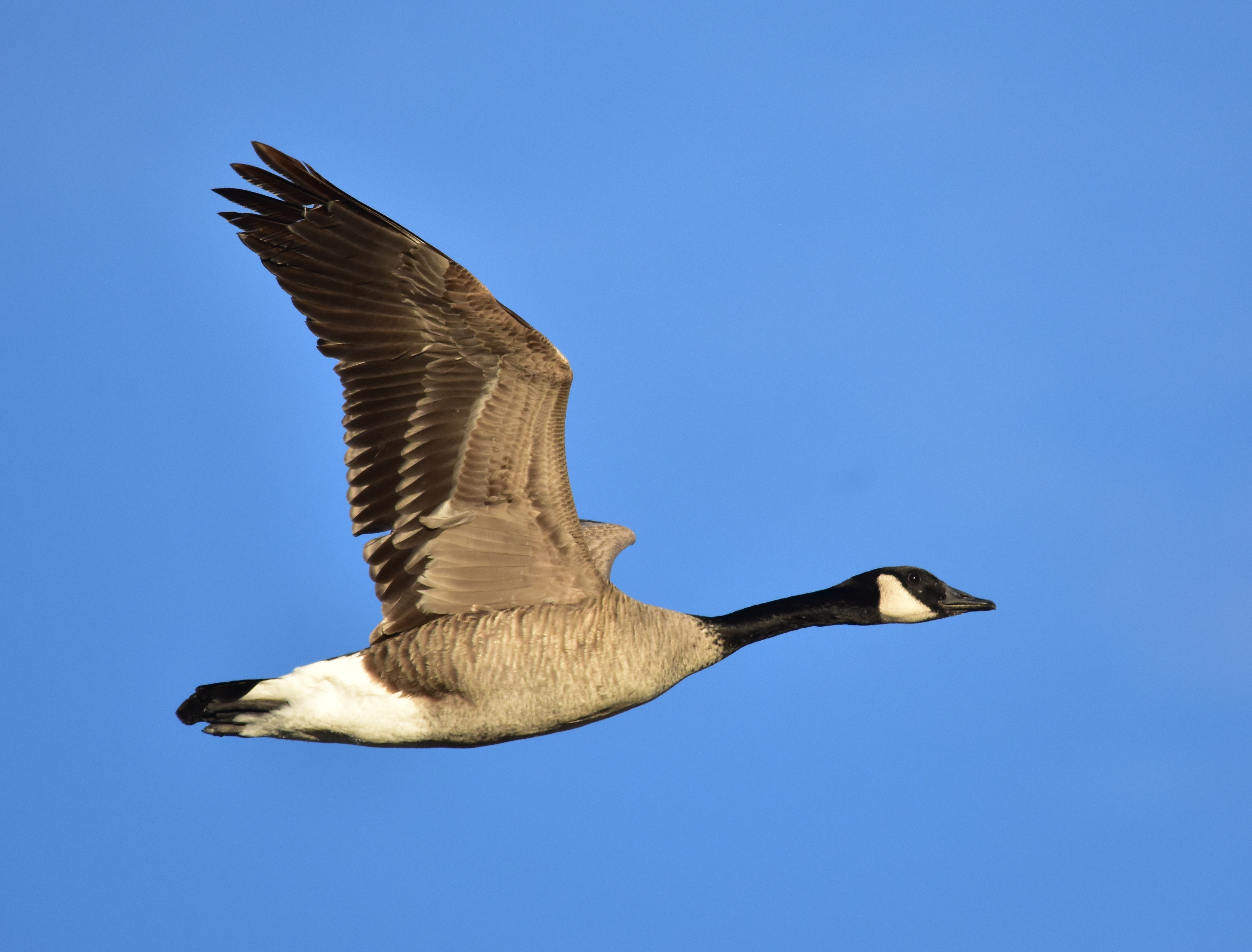Canada Goose (Branta canadensis) :: BirdWeather