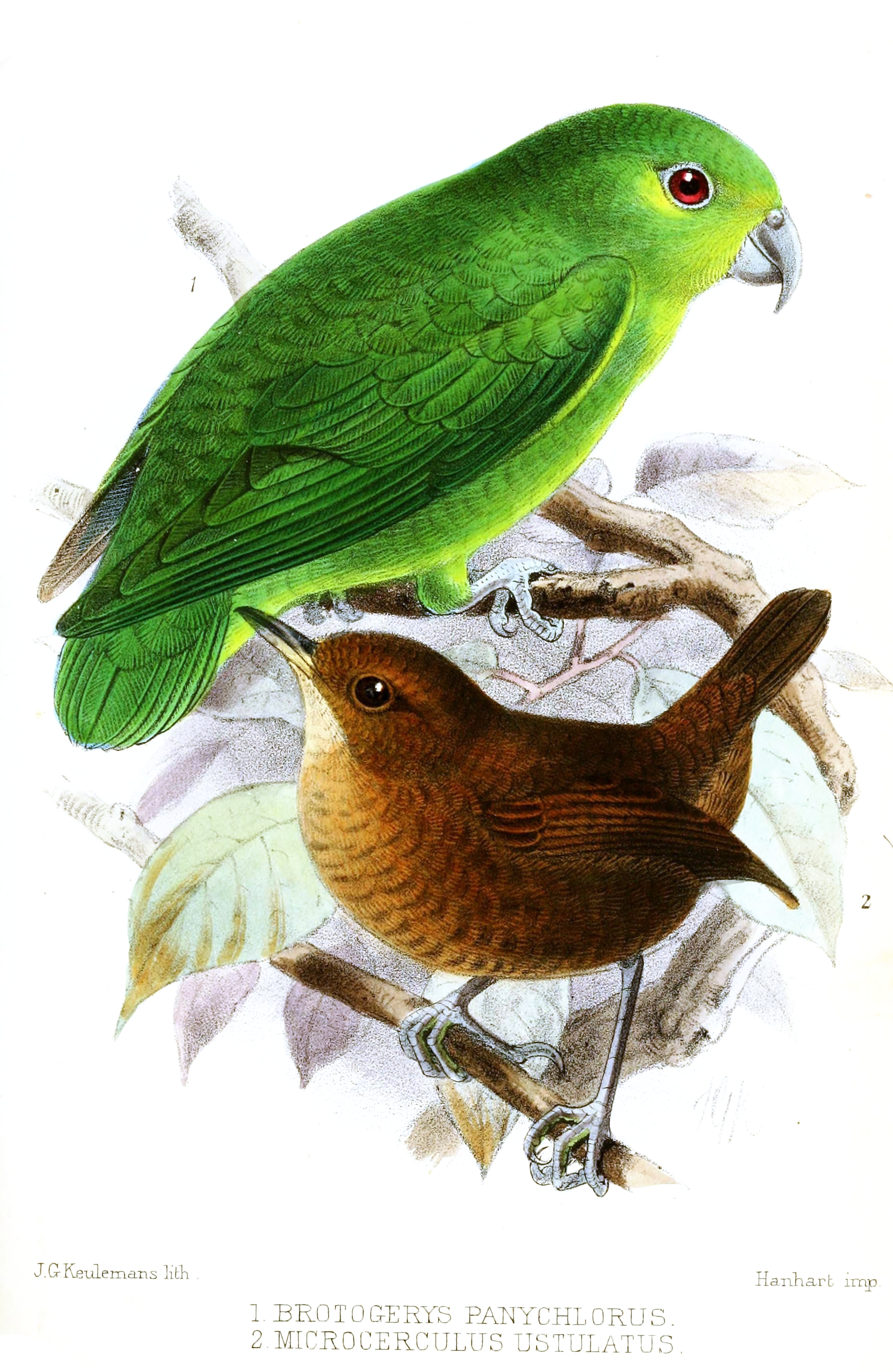 Wild Parrotlets Tepui Parrotlet (Nannopsittaca panychlora) :: BirdWeather