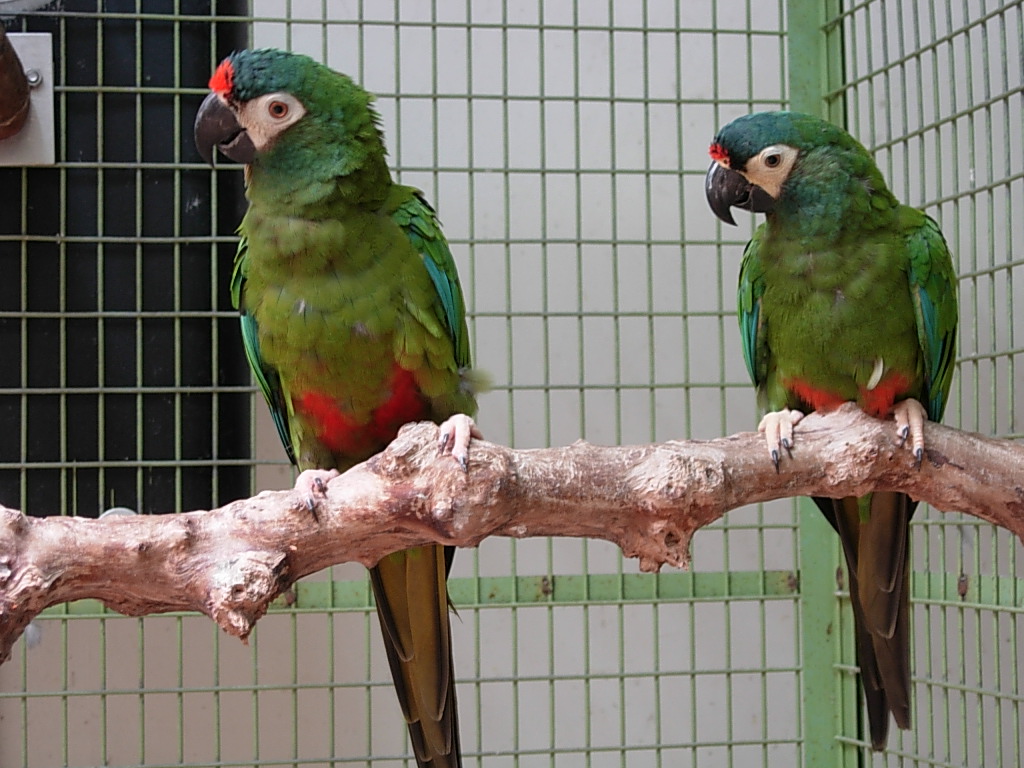 Primolius Blue-winged Macaw (Primolius maracana) :: BirdWeather