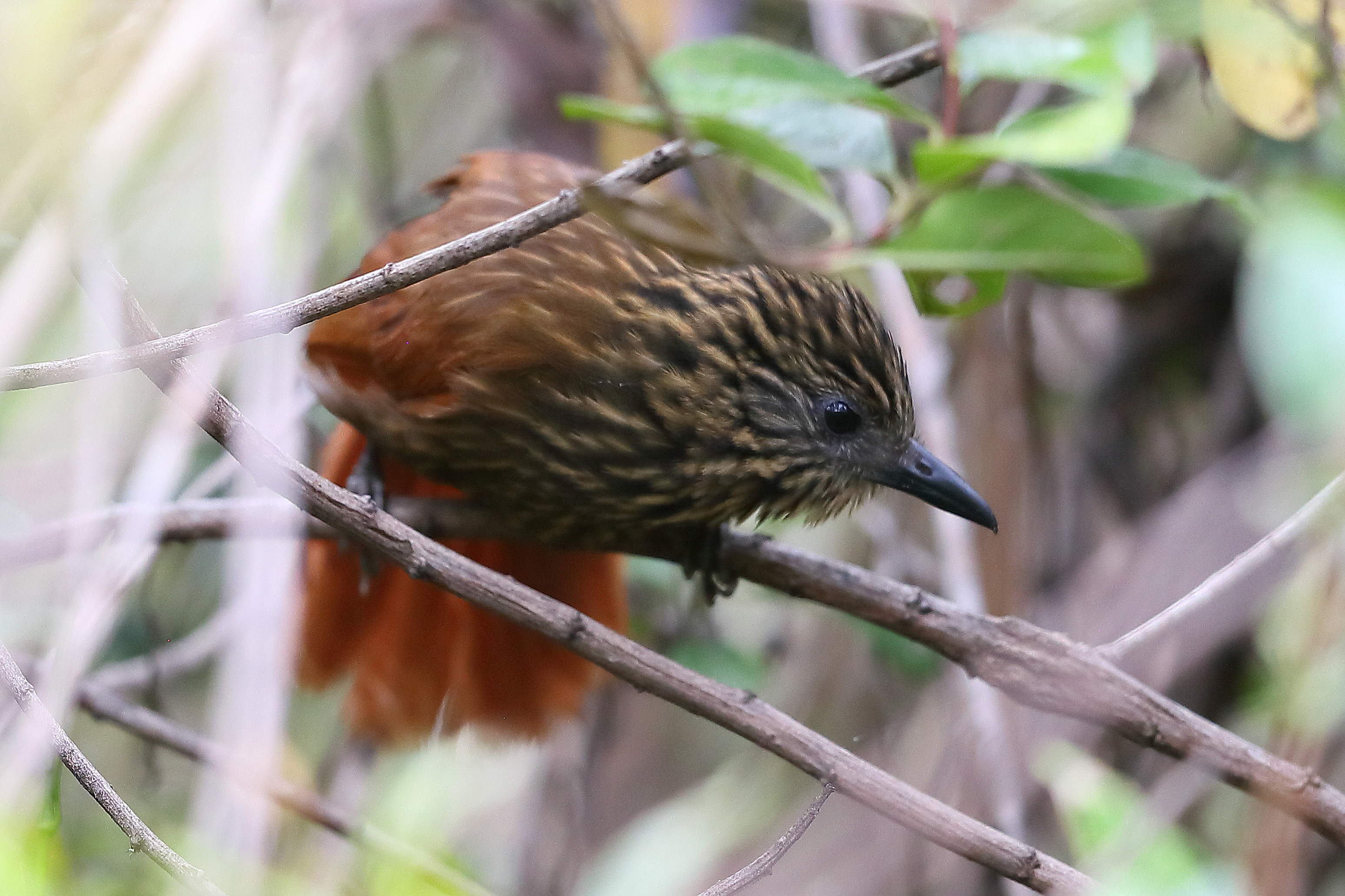 Rufous-backed Treehunter (Thripadectes scrutator) :: BirdWeather