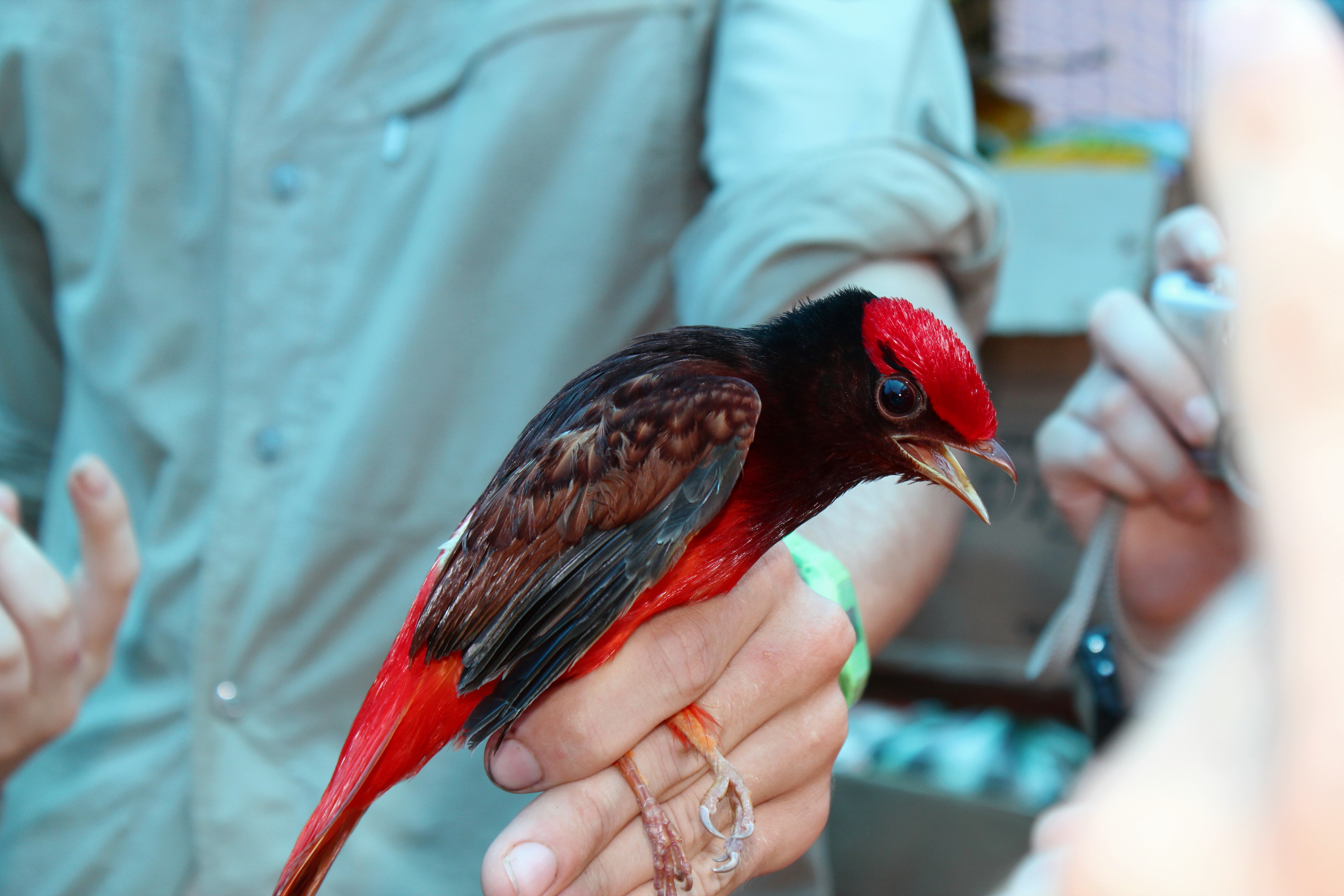 Red Cotinga Guianan Red-Cotinga (Phoenicircus carnifex) :: BirdWeather