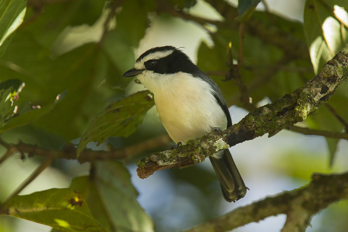 Graygreen Bushshrike (Telophorus bocagei) BirdWeather