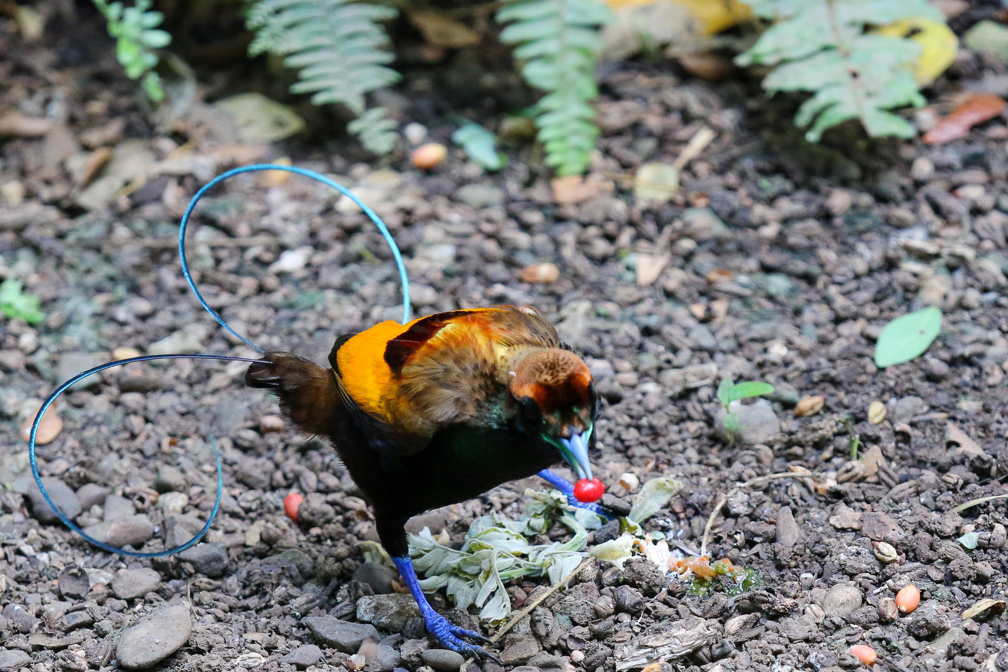 Why Does the Male Have Such Elaborate Feathers?