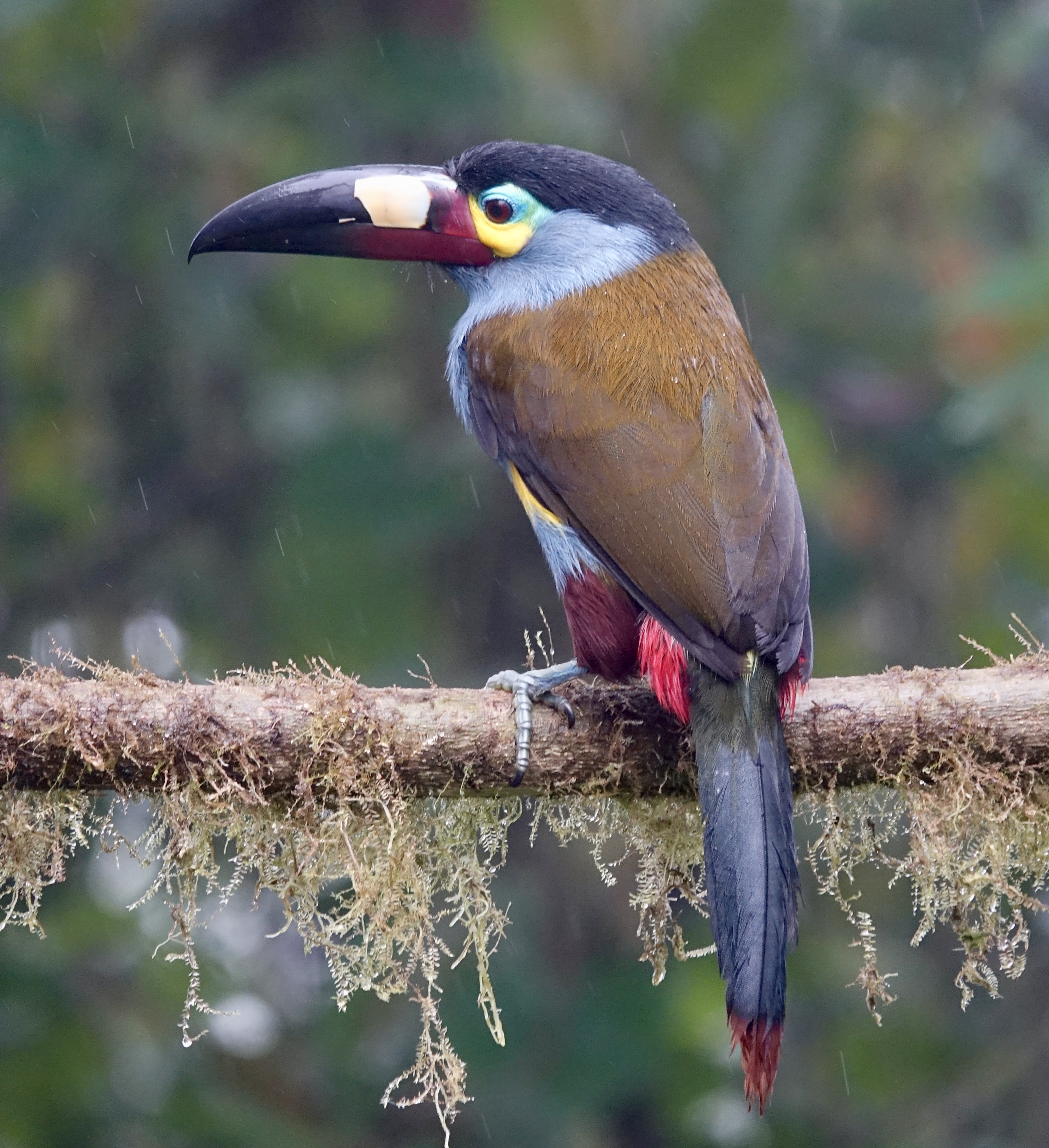Plate-billed Mountain-Toucan (Andigena laminirostris) :: BirdWeather