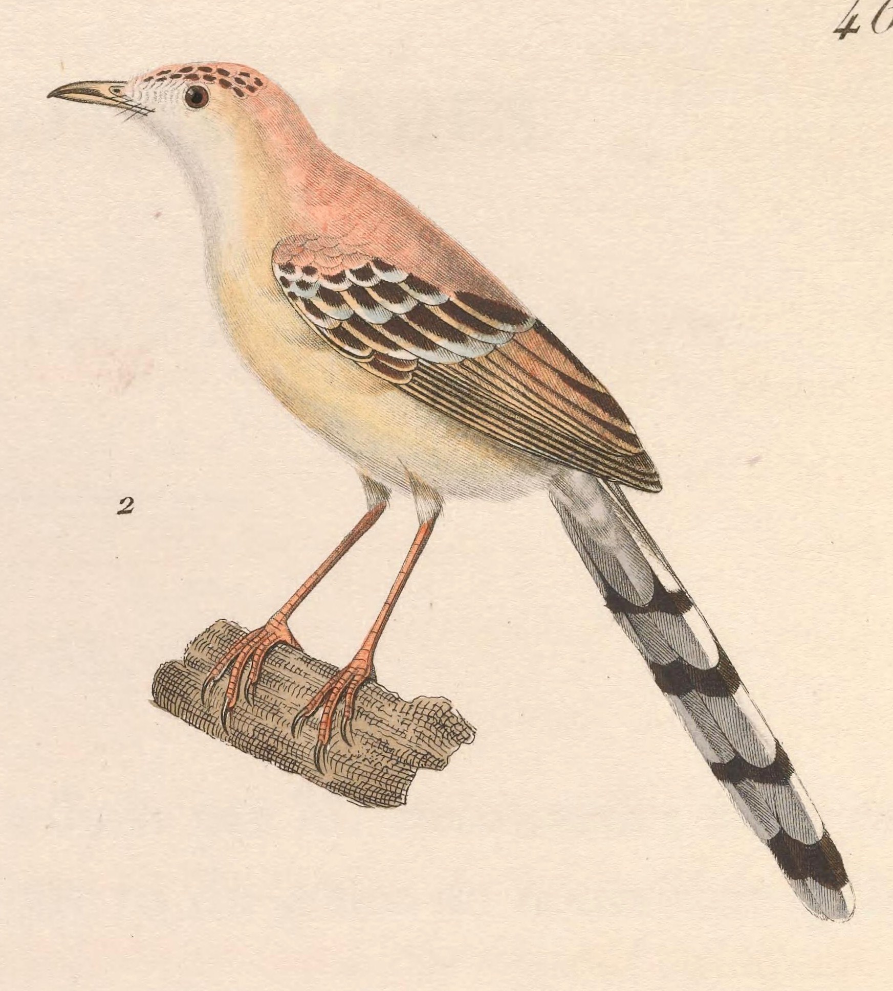 Cricket Longtail (Spiloptila clamans) BirdWeather