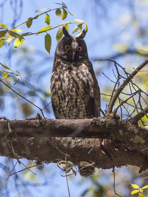 Stygian Owl (Asio stygius) :: BirdWeather