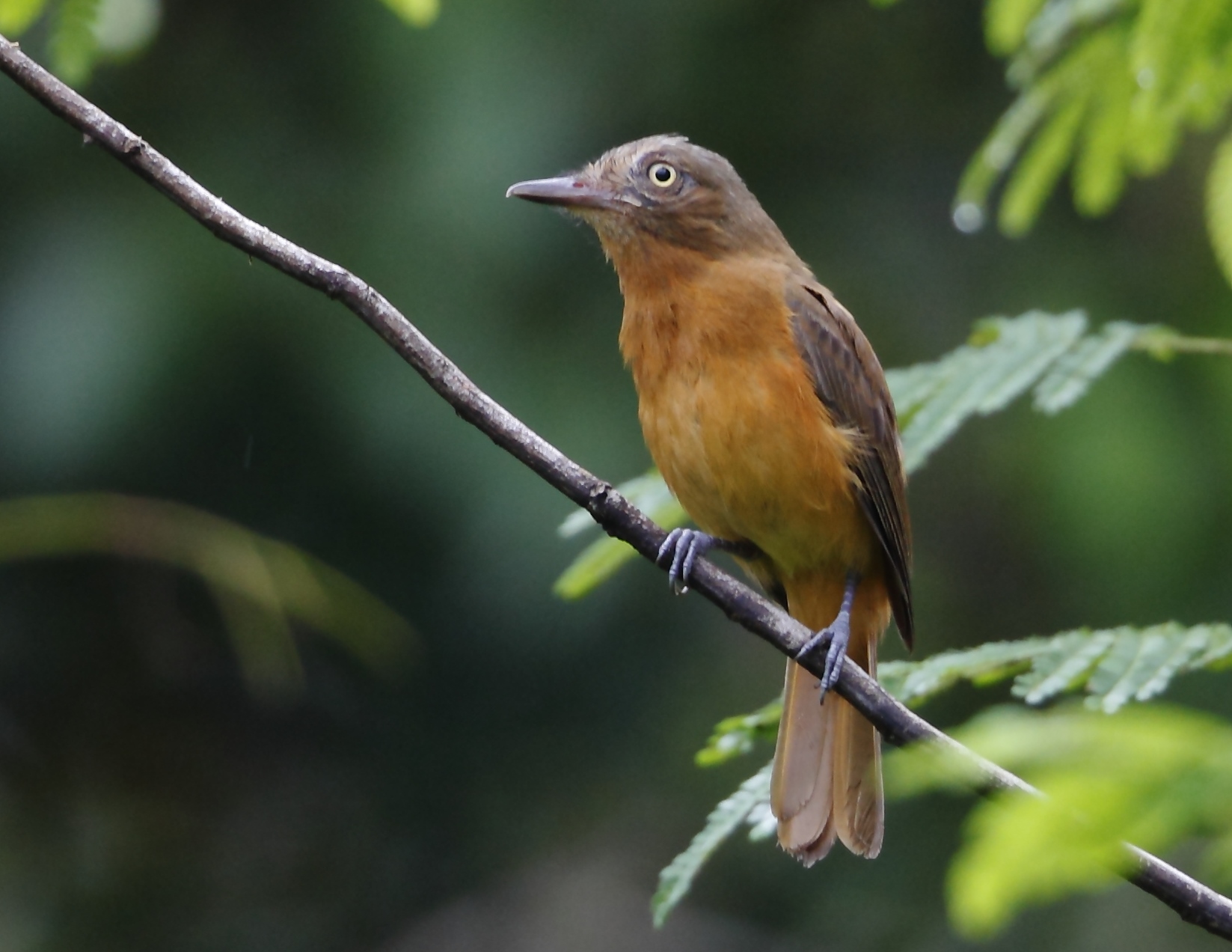 Dull-capped Attila (Attila bolivianus) :: BirdWeather