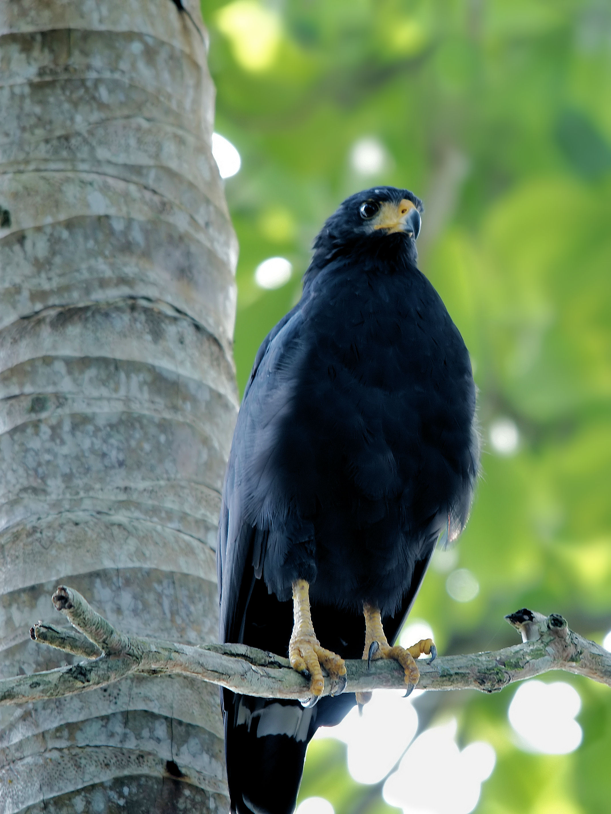 Common Black Hawk (Buteogallus anthracinus) :: BirdWeather