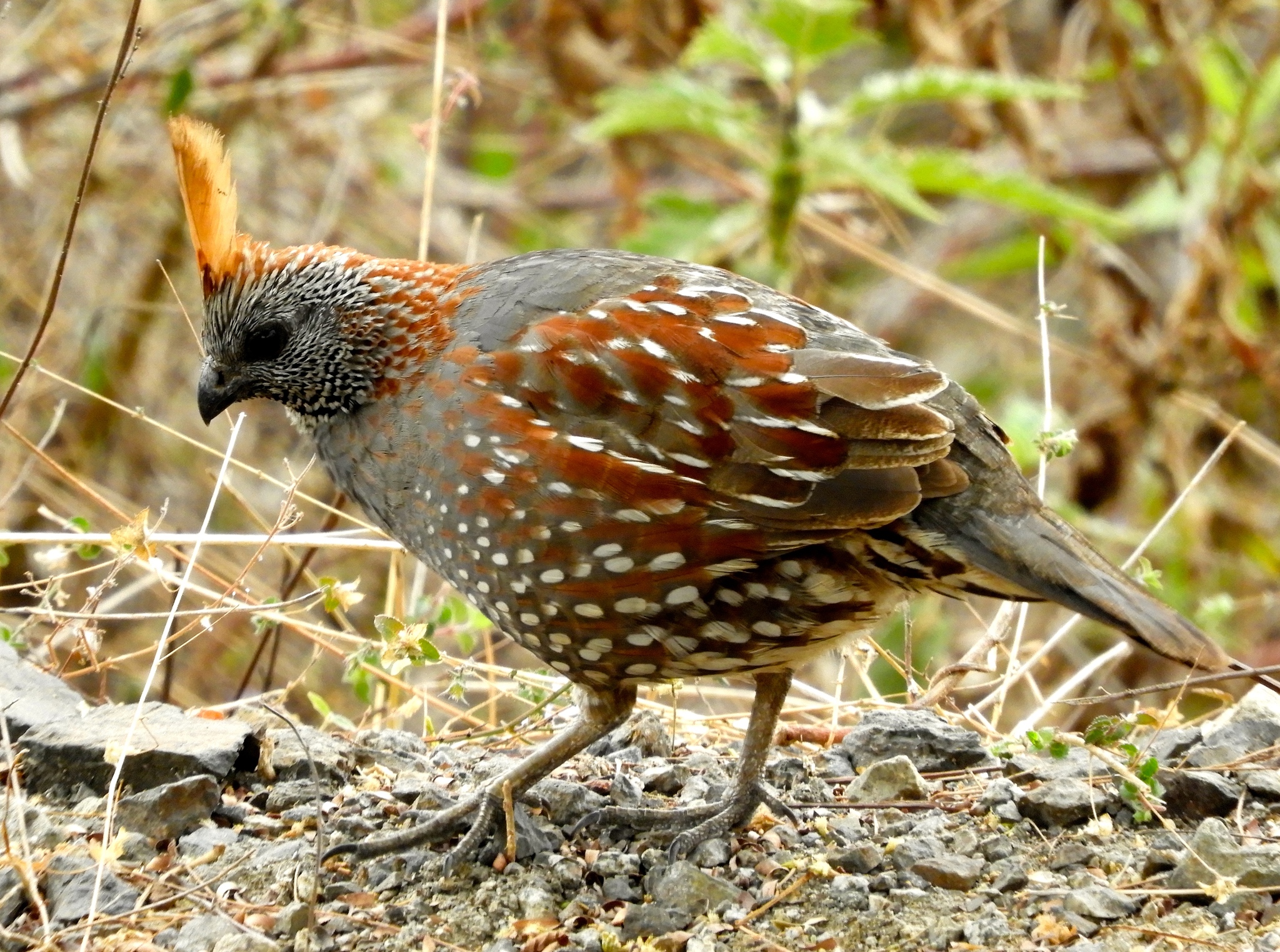 Elegant Quail (Callipepla douglasii) :: BirdWeather