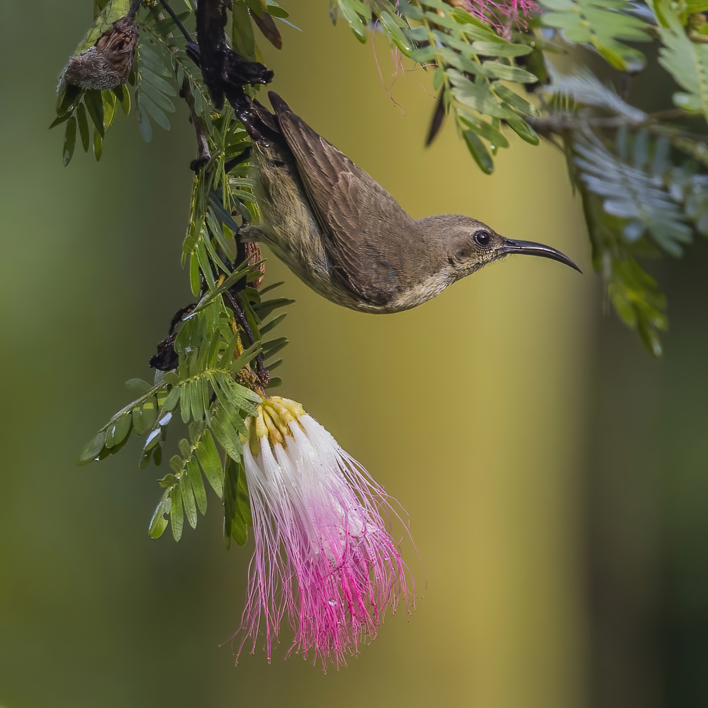 Copper Sunbird (Cinnyris cupreus) :: BirdWeather