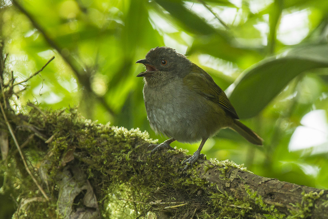 Dusky Climate Dusky Chlorospingus (Chlorospingus semifuscus) :: BirdWeather