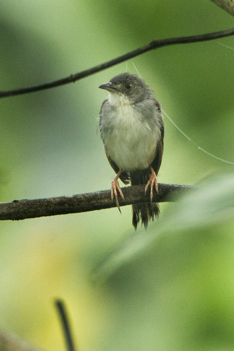 Whistling Cisticola (Cisticola lateralis) BirdWeather