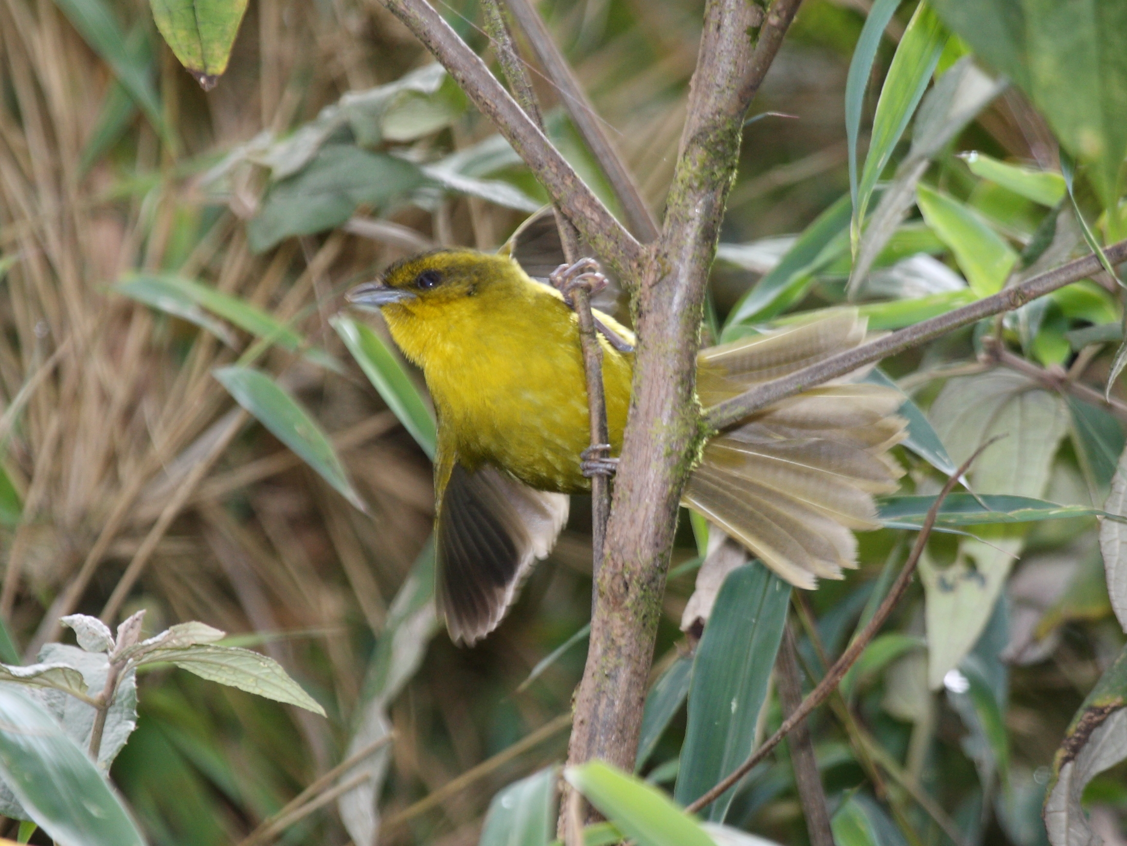 Parodi's Hemispingus (Kleinothraupis parodii) BirdWeather
