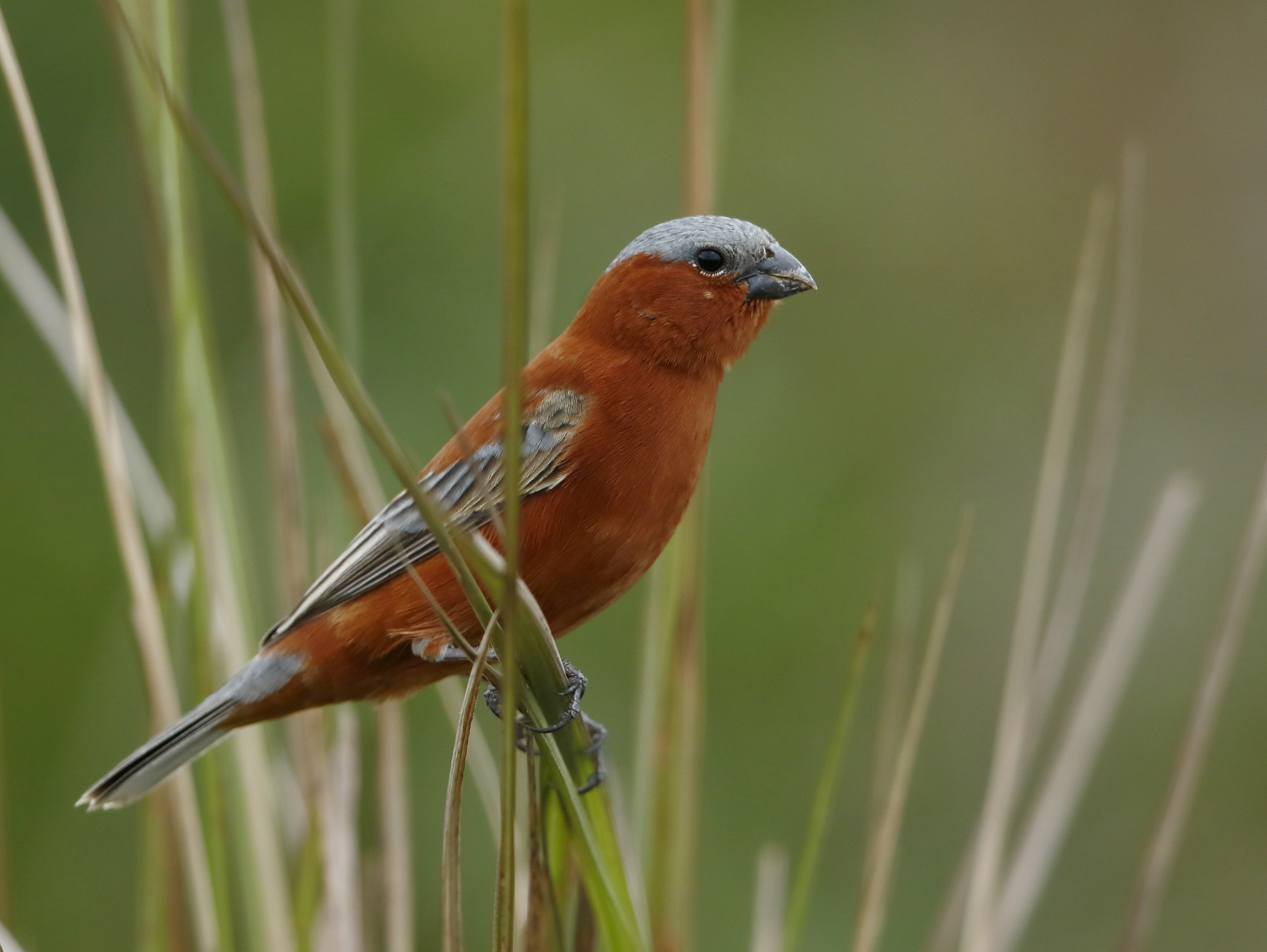 Chestnut Seedeater (Sporophila cinnamomea) :: BirdWeather
