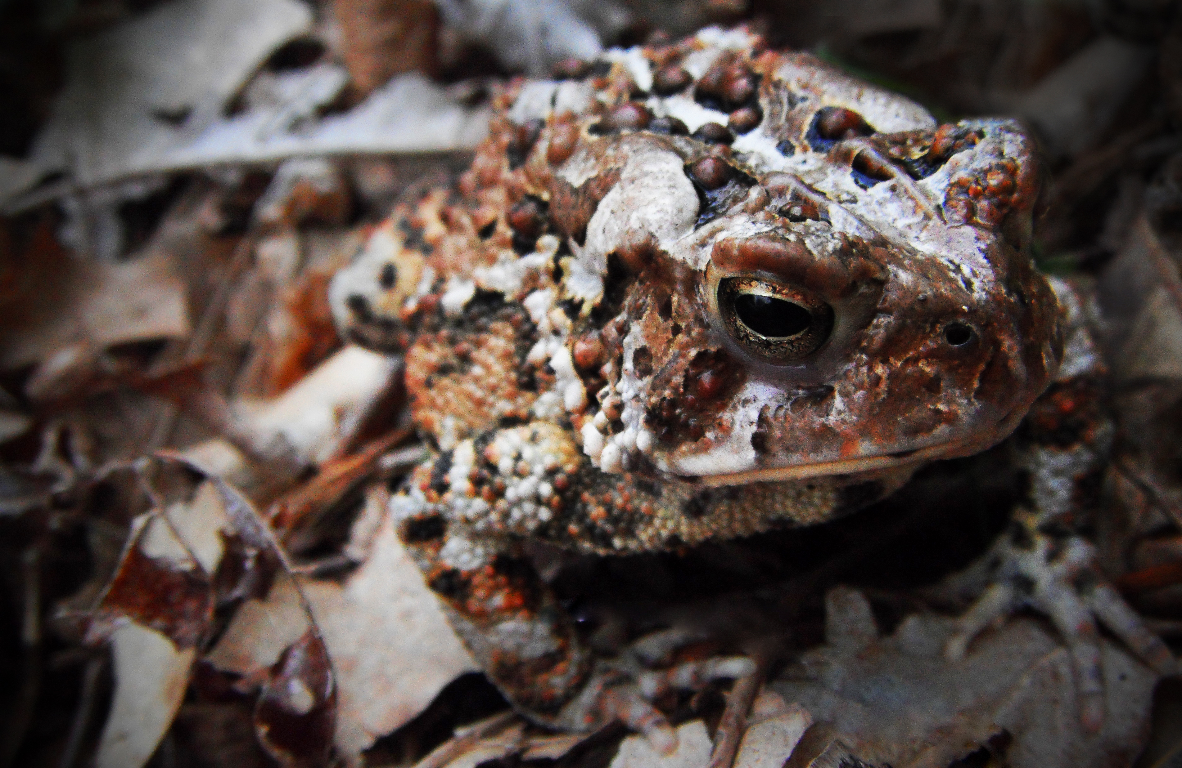 Orginal Toad Fowler's Toad (Anaxyrus fowleri) :: BirdWeather