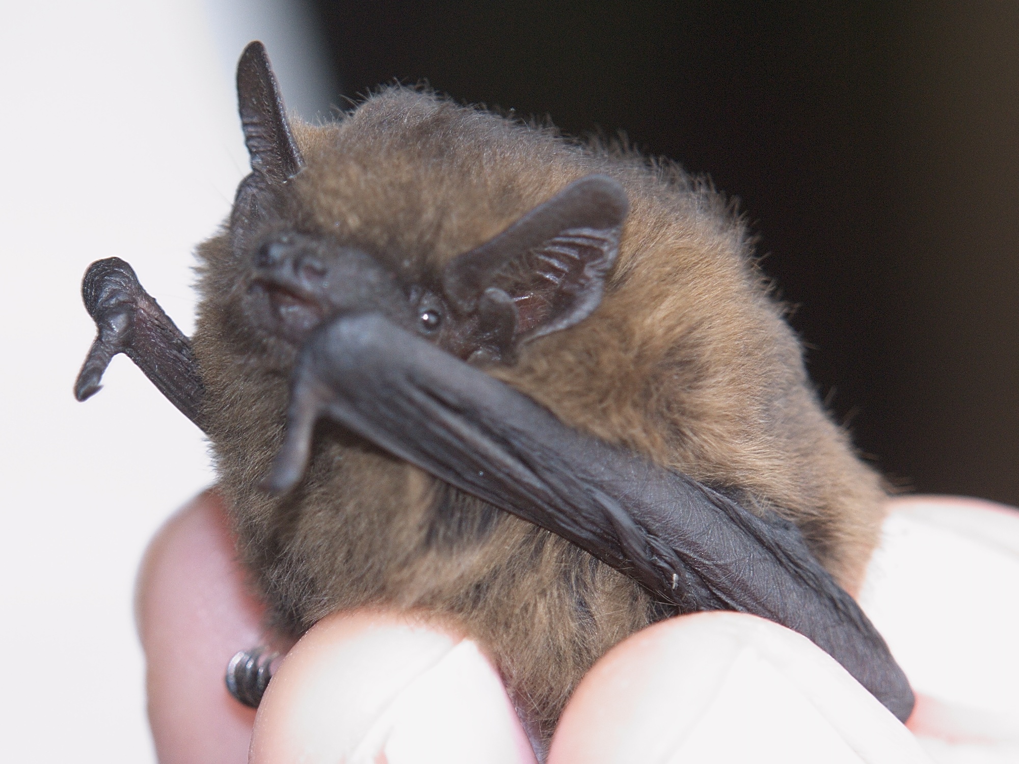 Birdweather Raspberry Pi Common Pipistrelle (Pipistrellus pipistrellus) :: BirdWeather