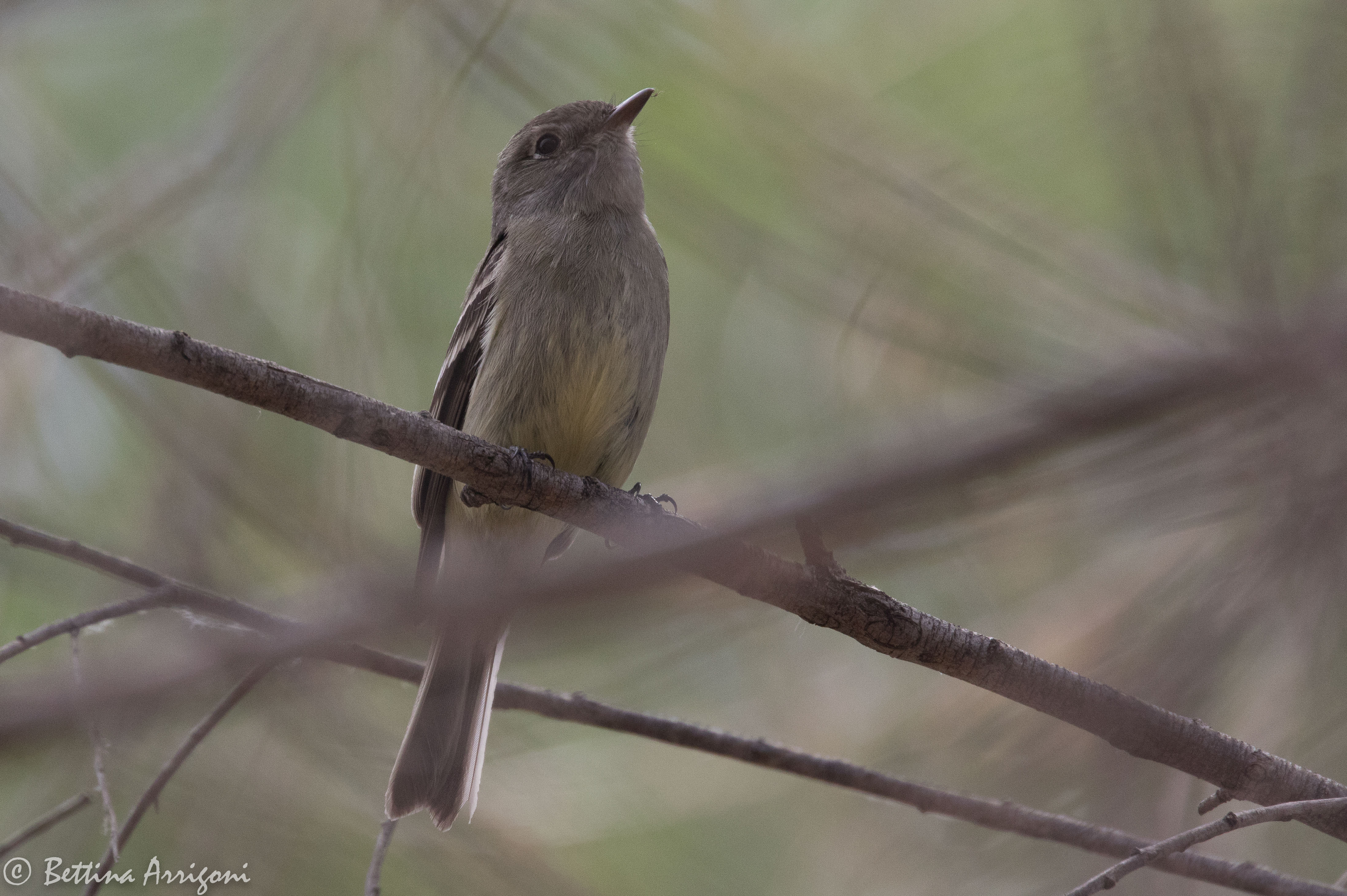 Dusky Climate Dusky Flycatcher (Empidonax oberholseri) :: BirdWeather