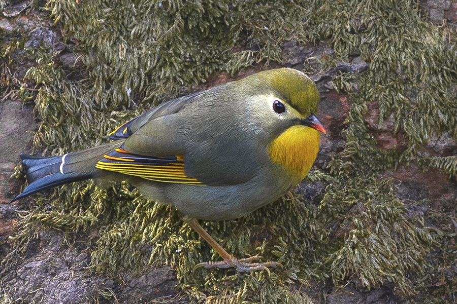 Red Billed Leiothrix Leiothrix Lutea Birdweather 