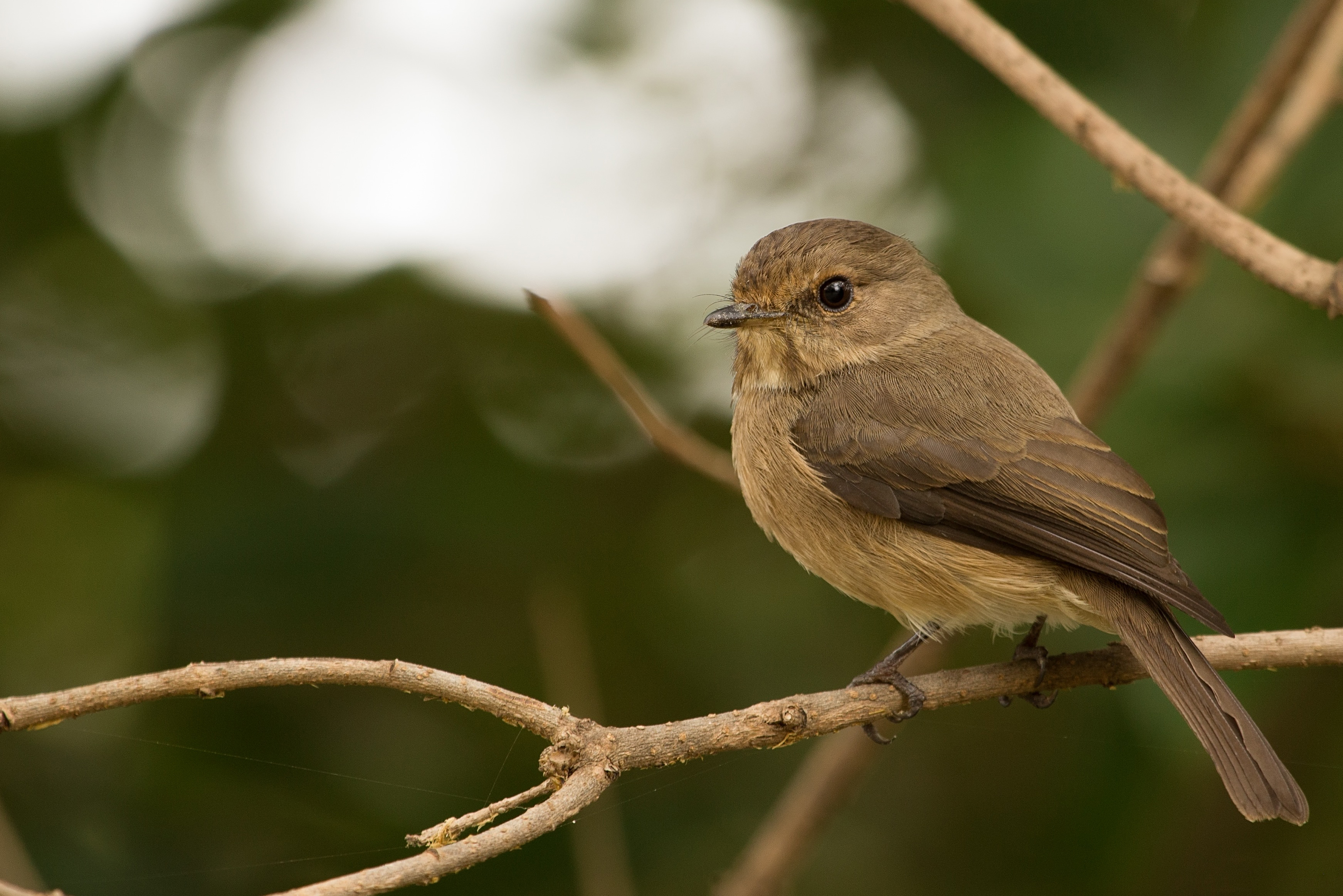 Dusky Climate African Dusky Flycatcher (Muscicapa adusta) :: BirdWeather