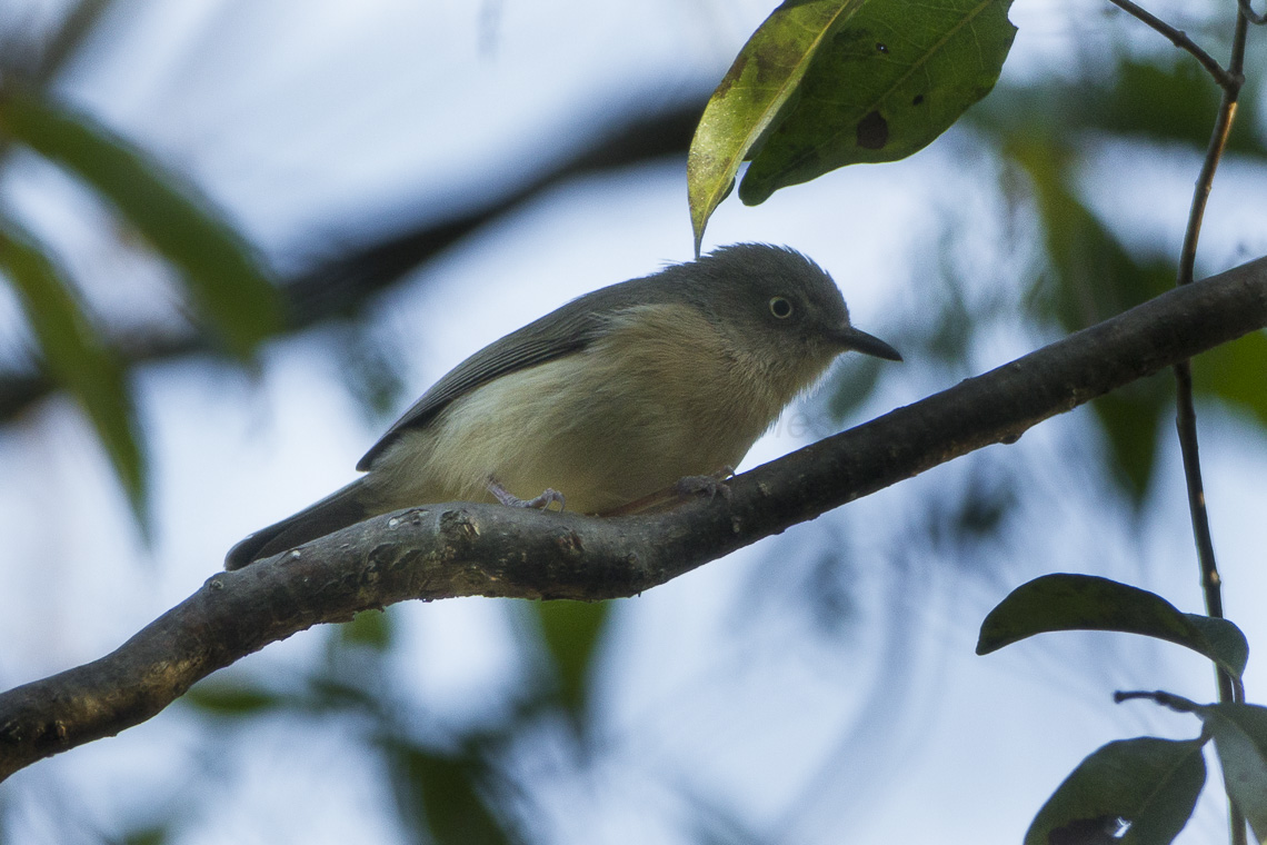 Common Newtonia (Newtonia brunneicauda) BirdWeather