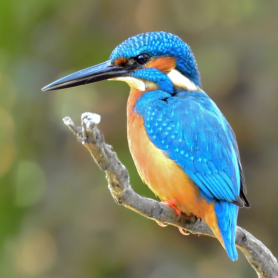 Common Kingfisher Alcedo Atthis BirdWeather CommonKingfisher Original 4cba990dd0f6e5621747d3e396f1e290