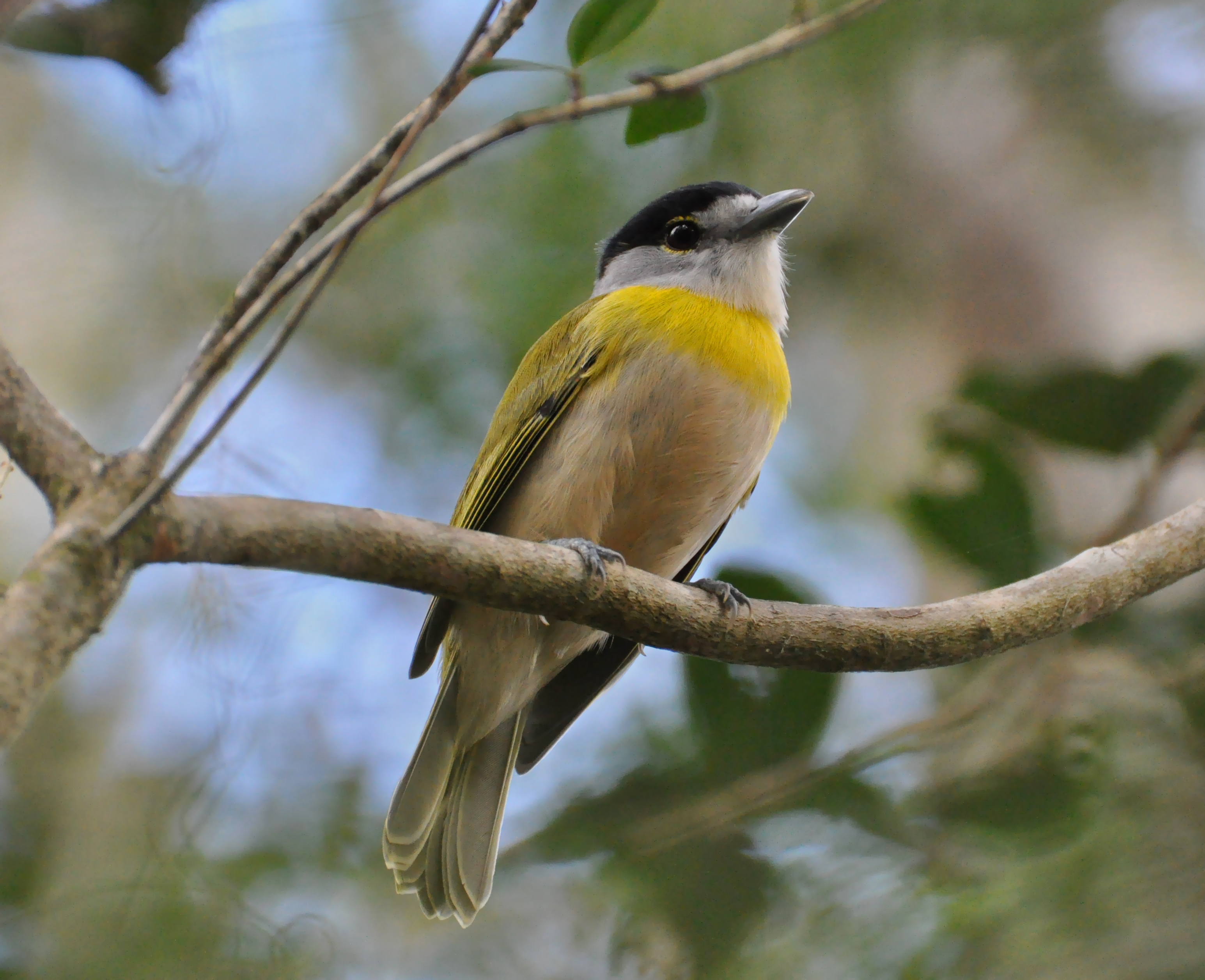 Green-backed Becard (Pachyramphus viridis) :: BirdWeather