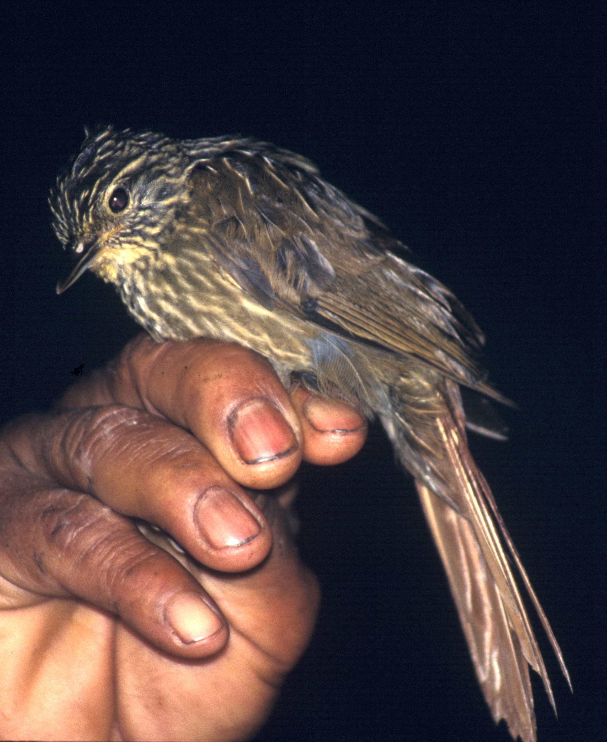 Linadted Lineated Foliage-gleaner (Syndactyla subalaris) :: BirdWeather