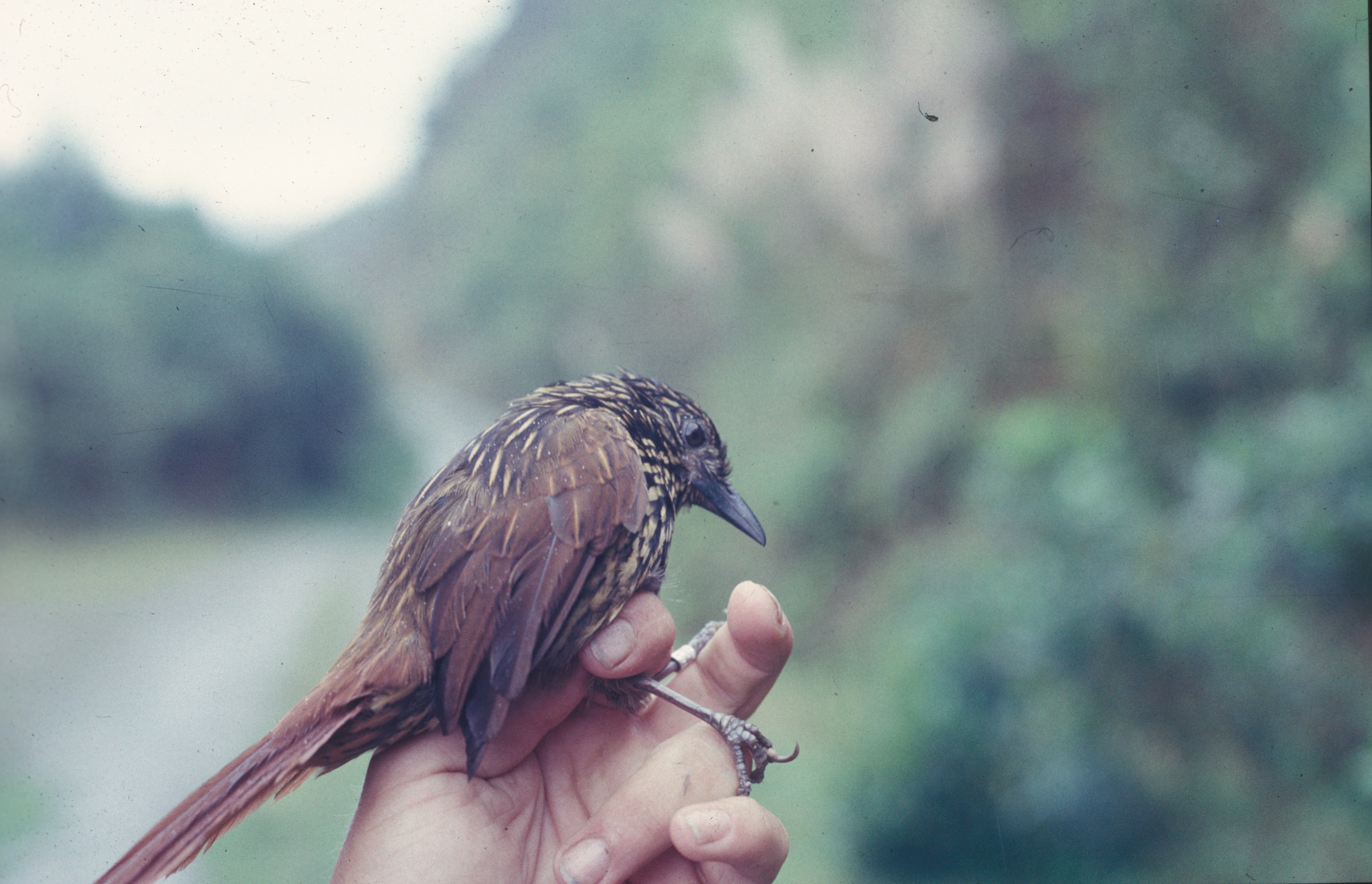 Flammulated Treehunter (Thripadectes flammulatus) :: BirdWeather