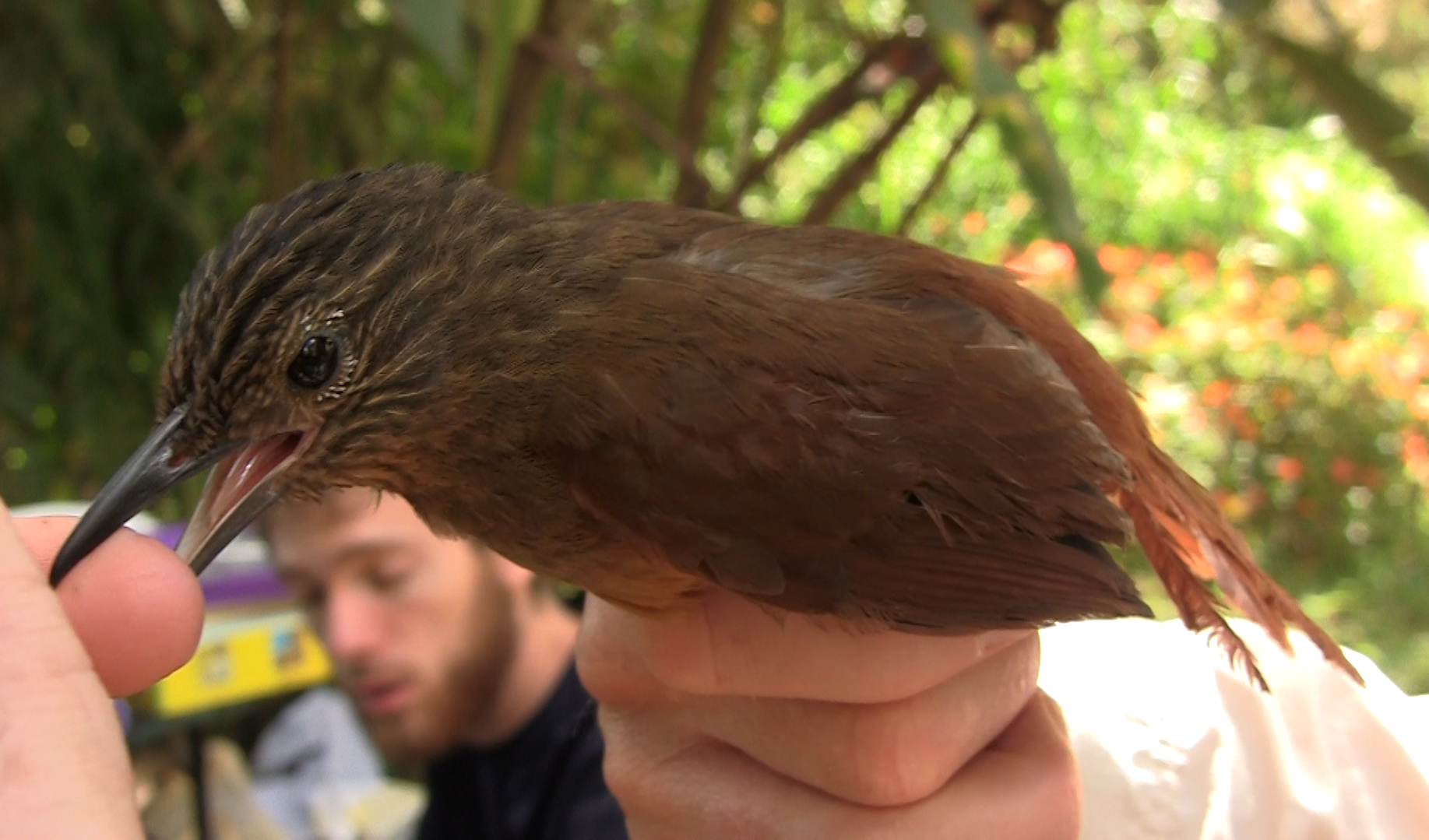 Striped Treehunter (Thripadectes holostictus) :: BirdWeather