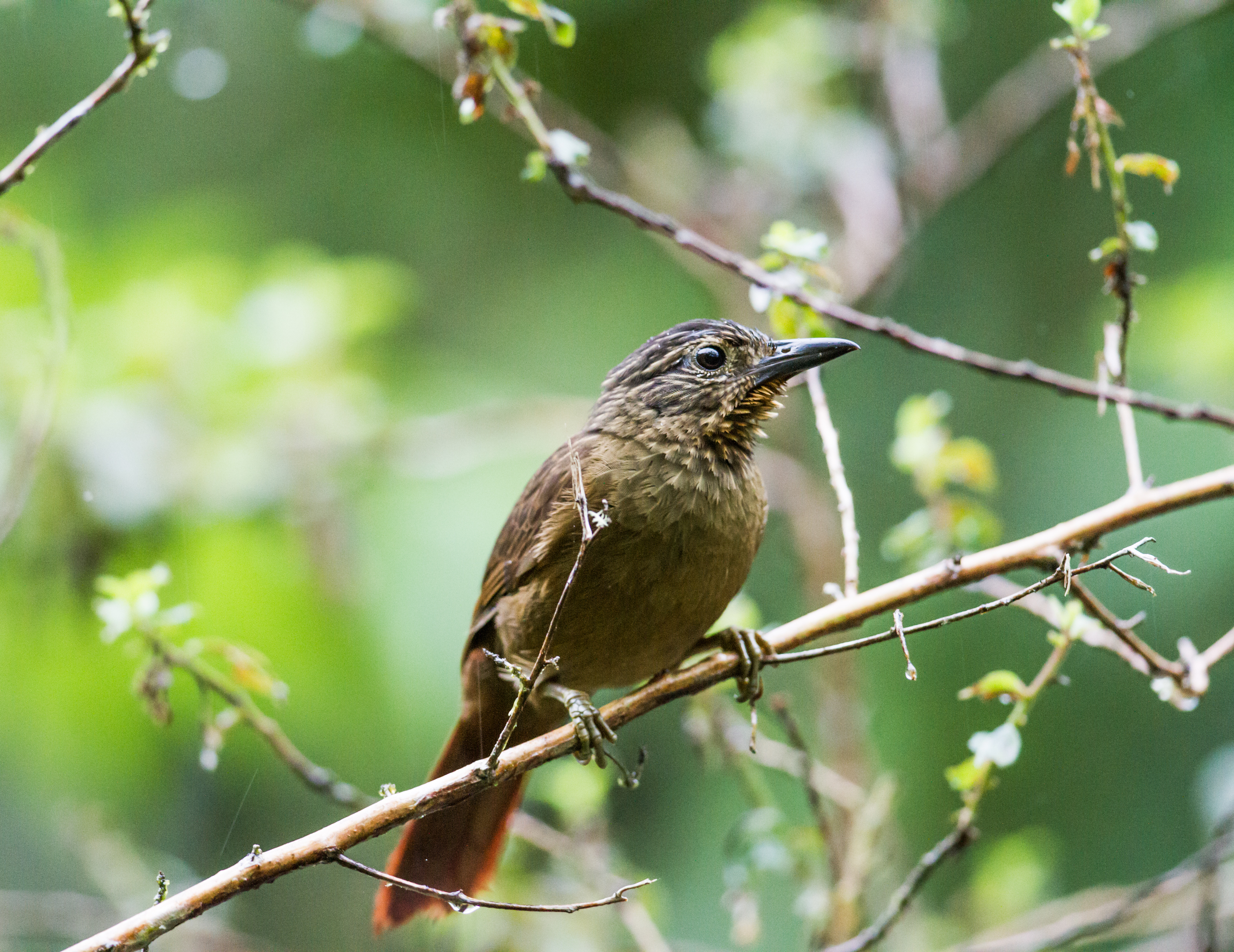 Black-billed Treehunter (Thripadectes melanorhynchus) :: BirdWeather