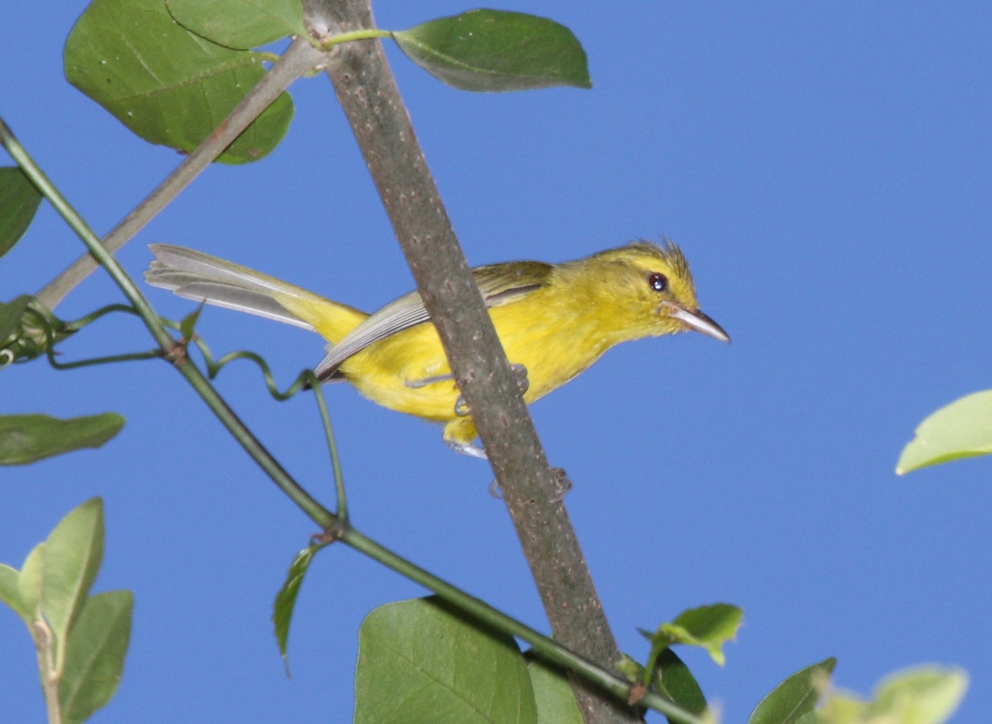 Golden Vireo (Vireo hypochryseus) BirdWeather
