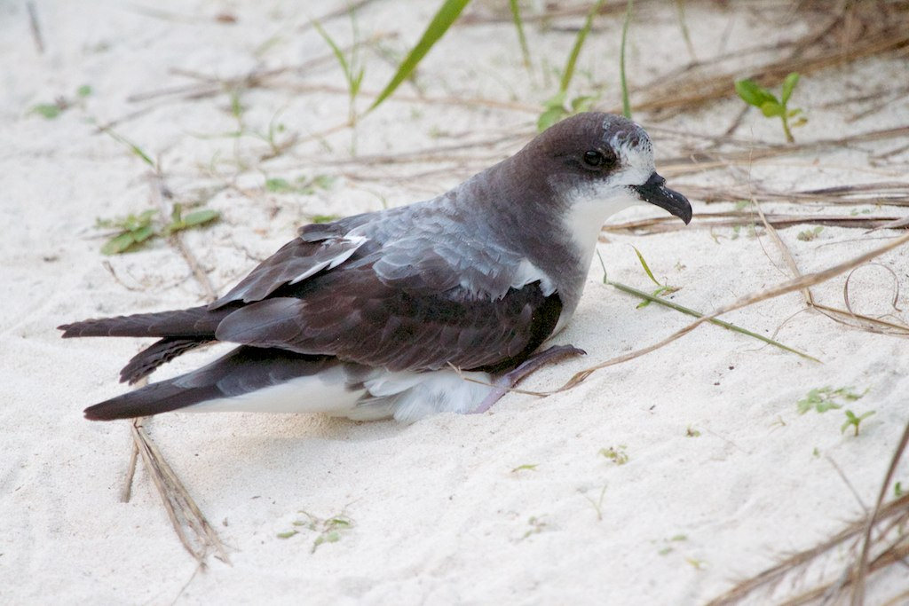 Bonin Petrel (Pterodroma hypoleuca) BirdWeather