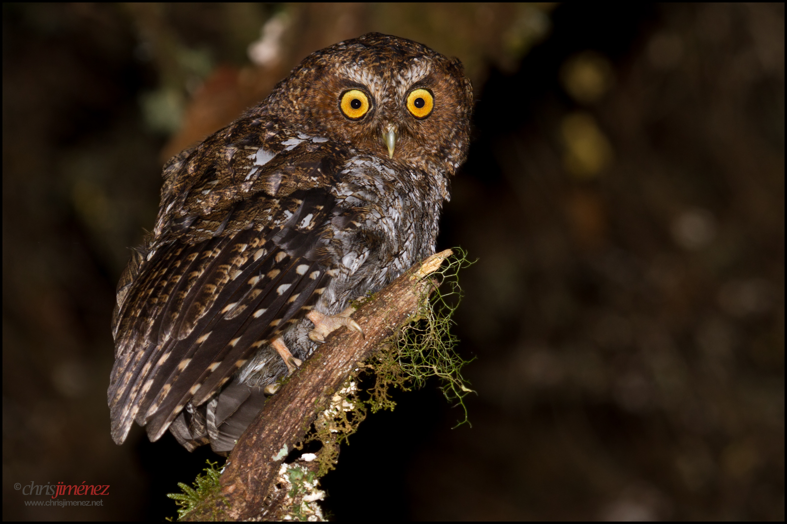 Bareshanked ScreechOwl (Megascops clarkii) BirdWeather