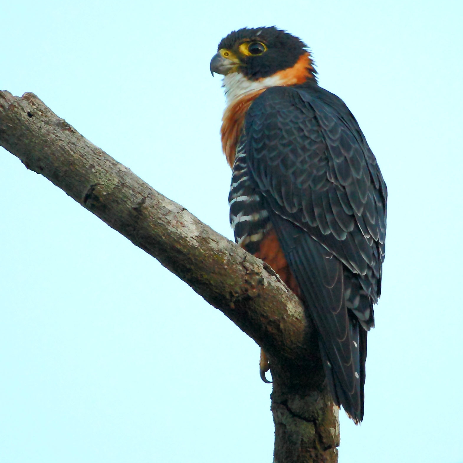 Orange-breasted Falcon (Falco deiroleucus) :: BirdWeather