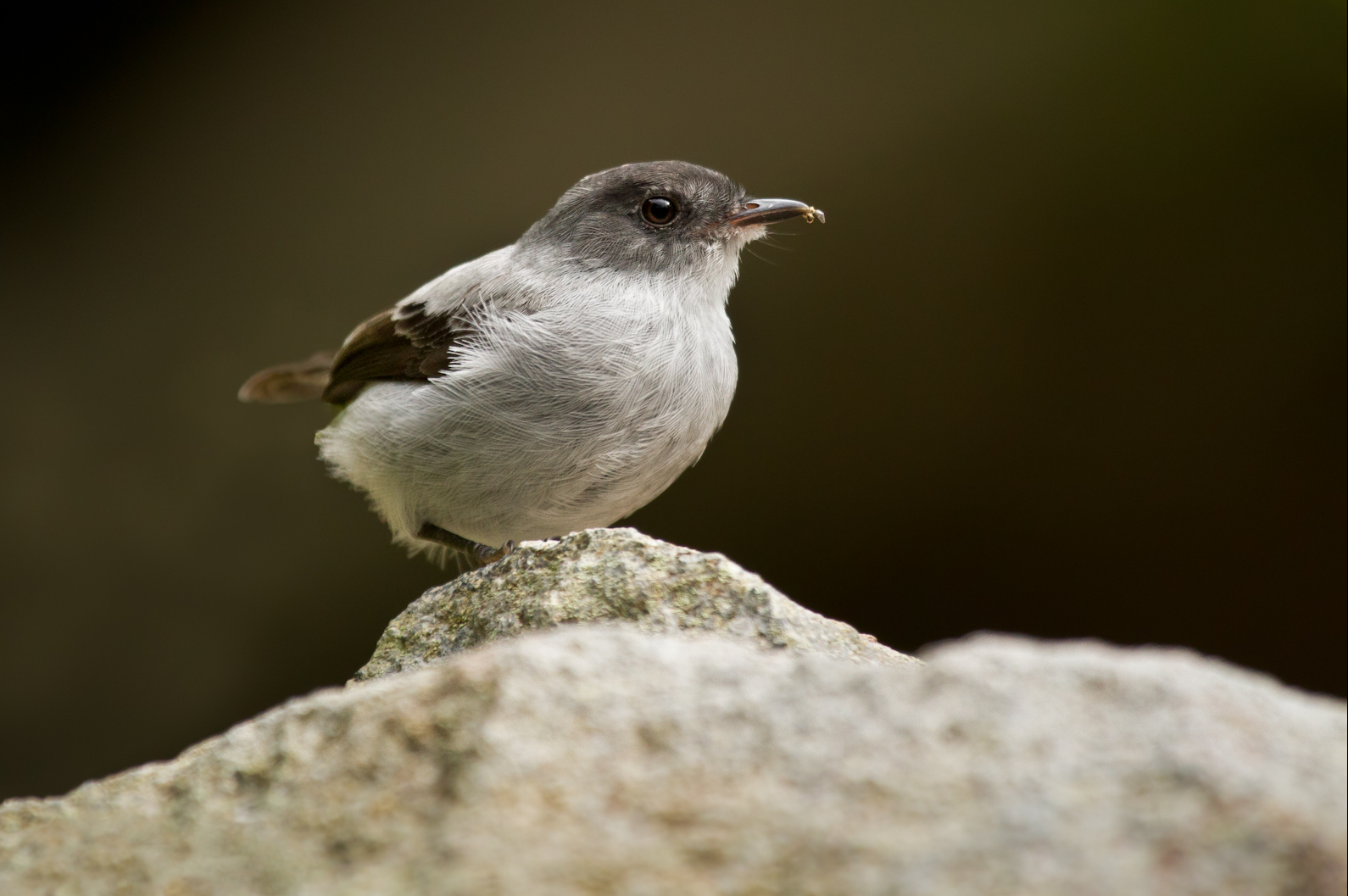 Torrent Tyrannulet (Serpophaga cinerea) :: BirdWeather