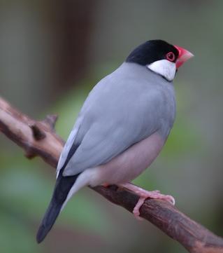 Java Sparrow (Padda oryzivora) :: BirdWeather