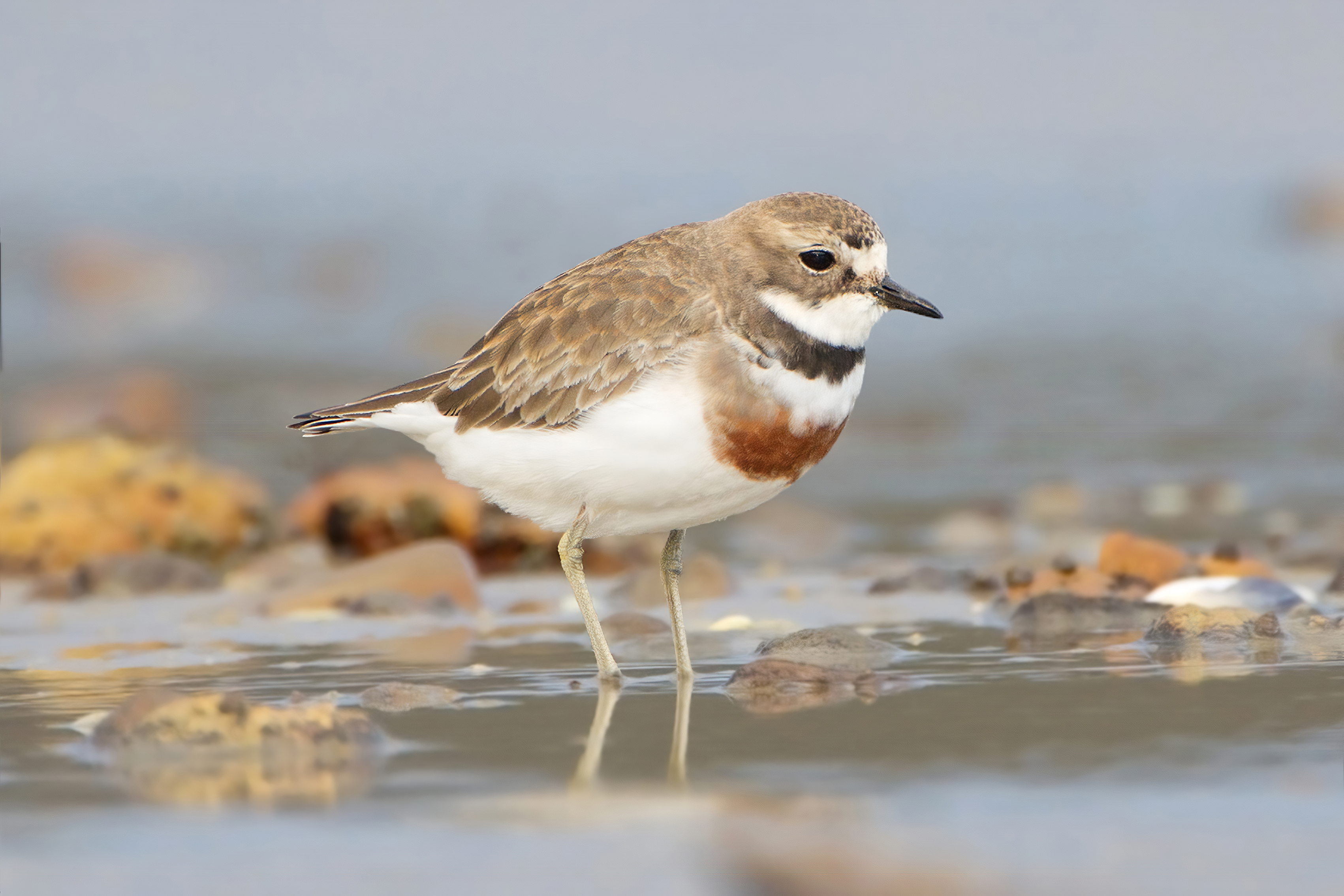 Plover Color Double-banded Plover (Charadrius bicinctus) :: BirdWeather