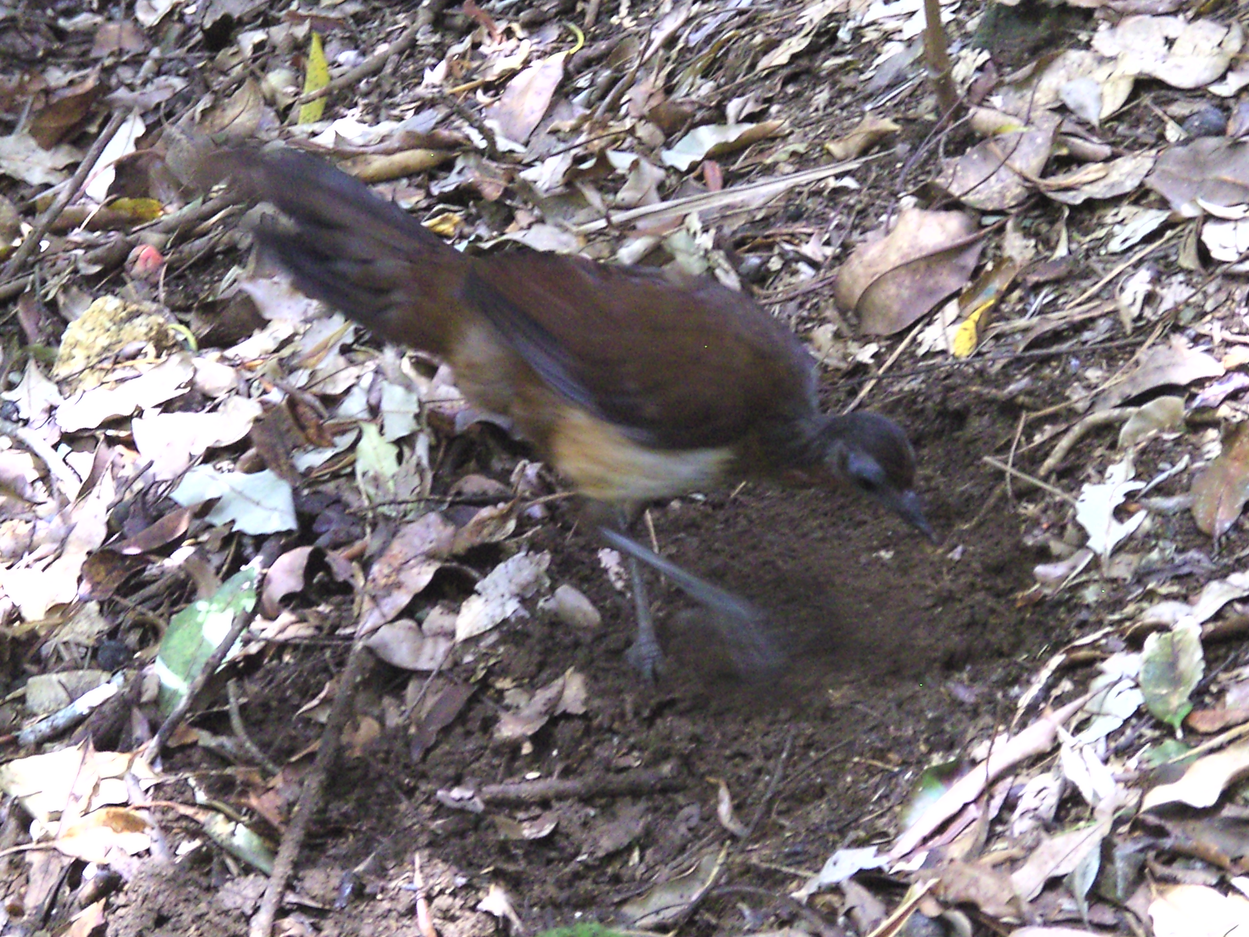Albert's Lyrebird (Menura alberti) :: BirdWeather