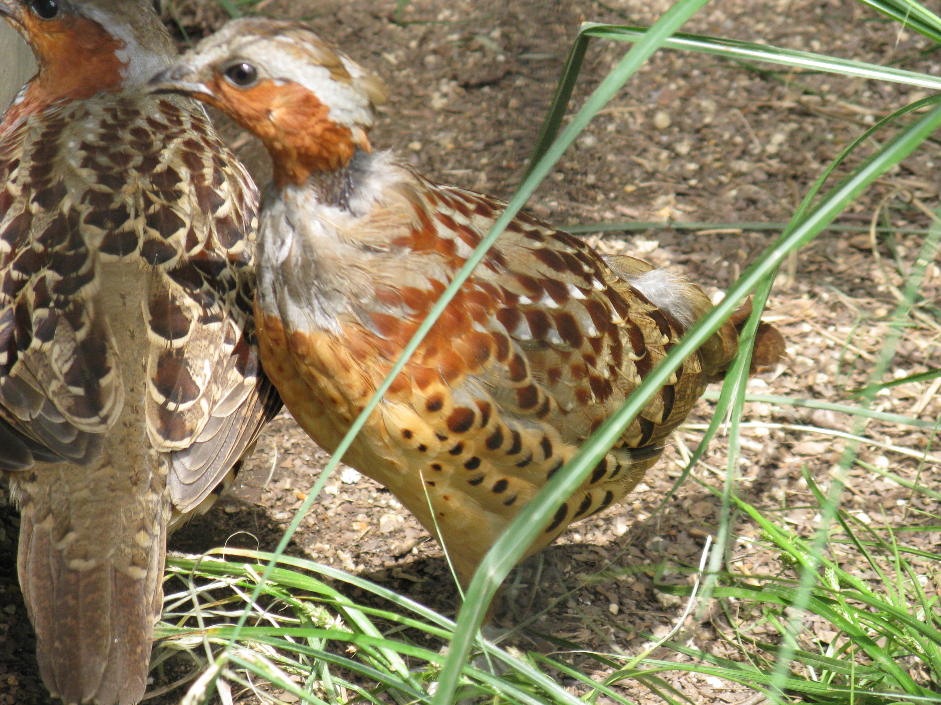 Chinese Bamboo-Partridge (Bambusicola thoracicus) :: BirdWeather