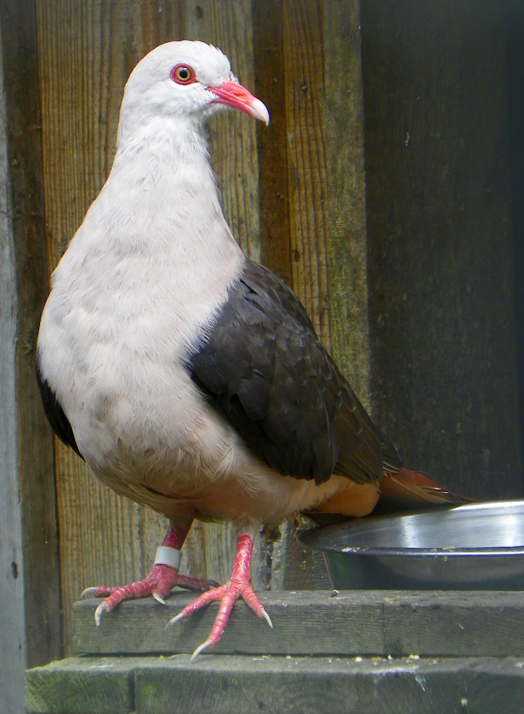 Pink Pigeon (Nesoenas mayeri) :: BirdWeather