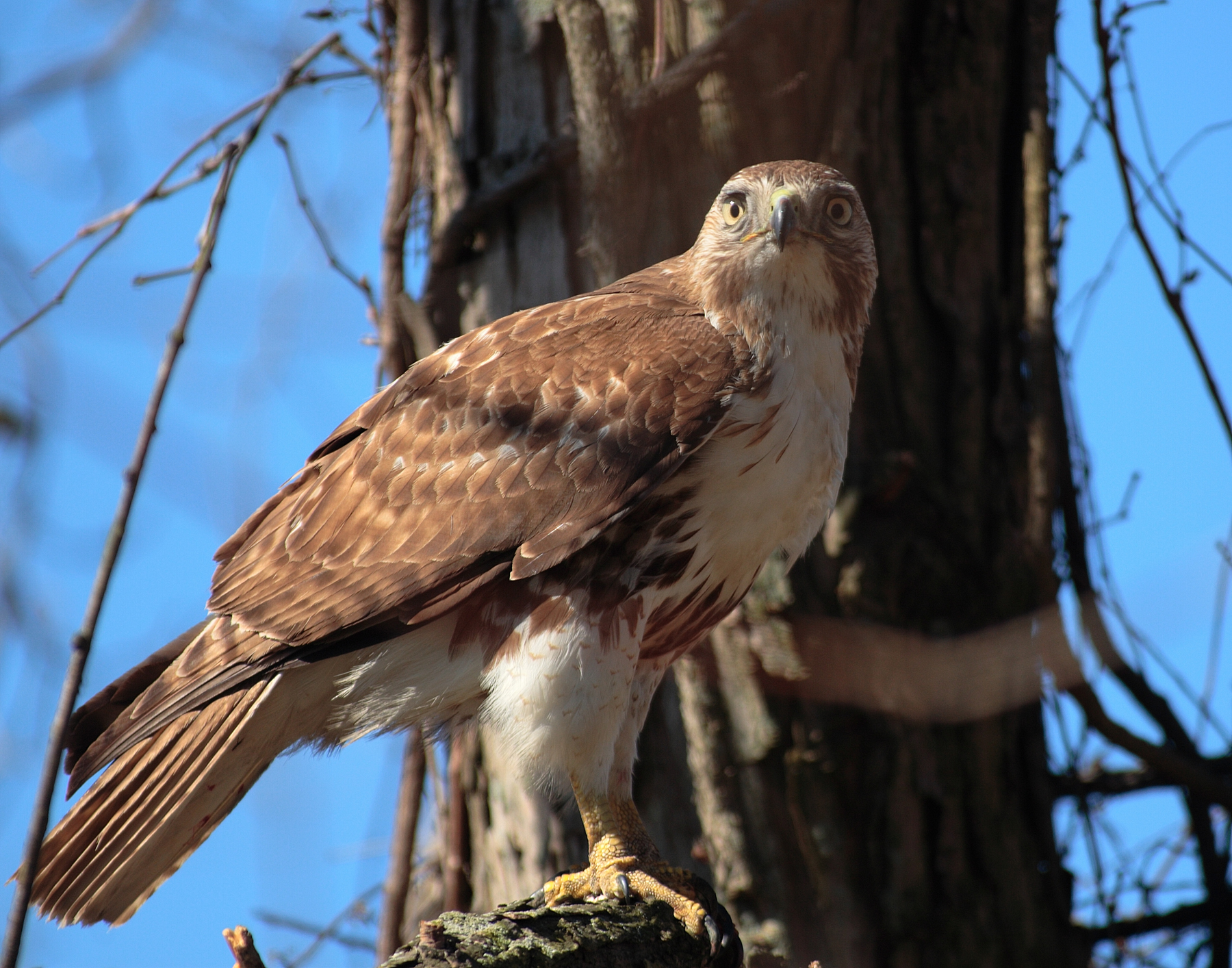 Red-tailed Hawk (Buteo jamaicensis) :: BirdWeather