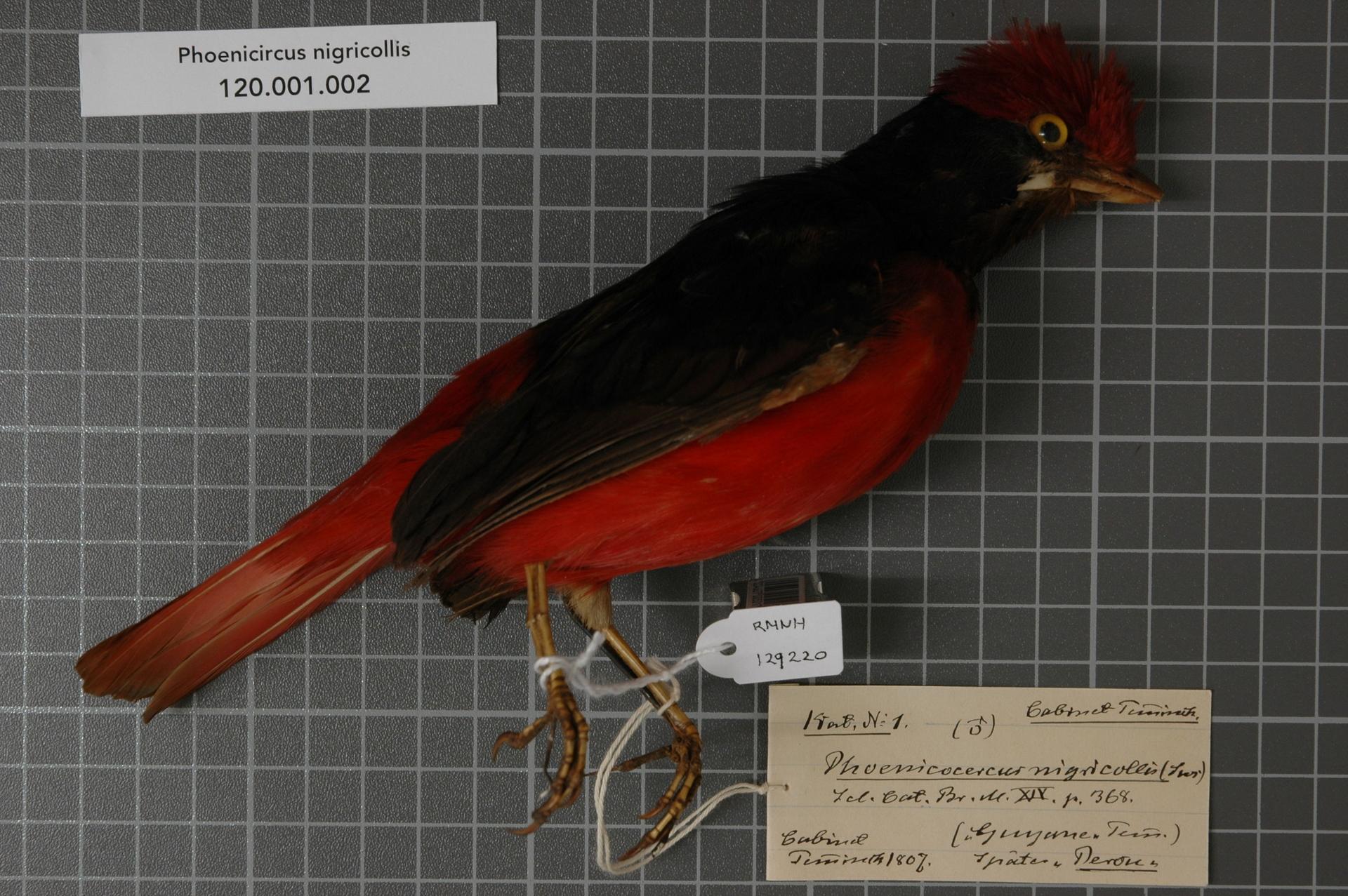 Red Cotinga Black-necked Red-Cotinga (Phoenicircus nigricollis) :: BirdWeather