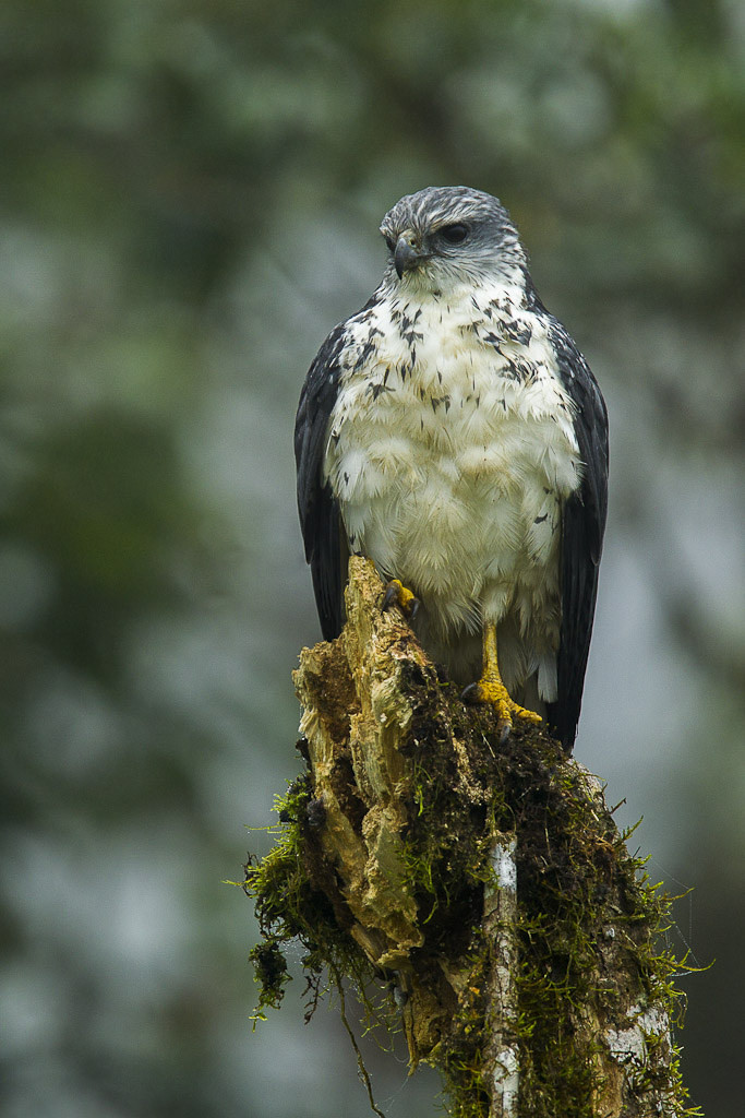 Gray Raptor Gray-backed Hawk (Pseudastur occidentalis) :: BirdWeather