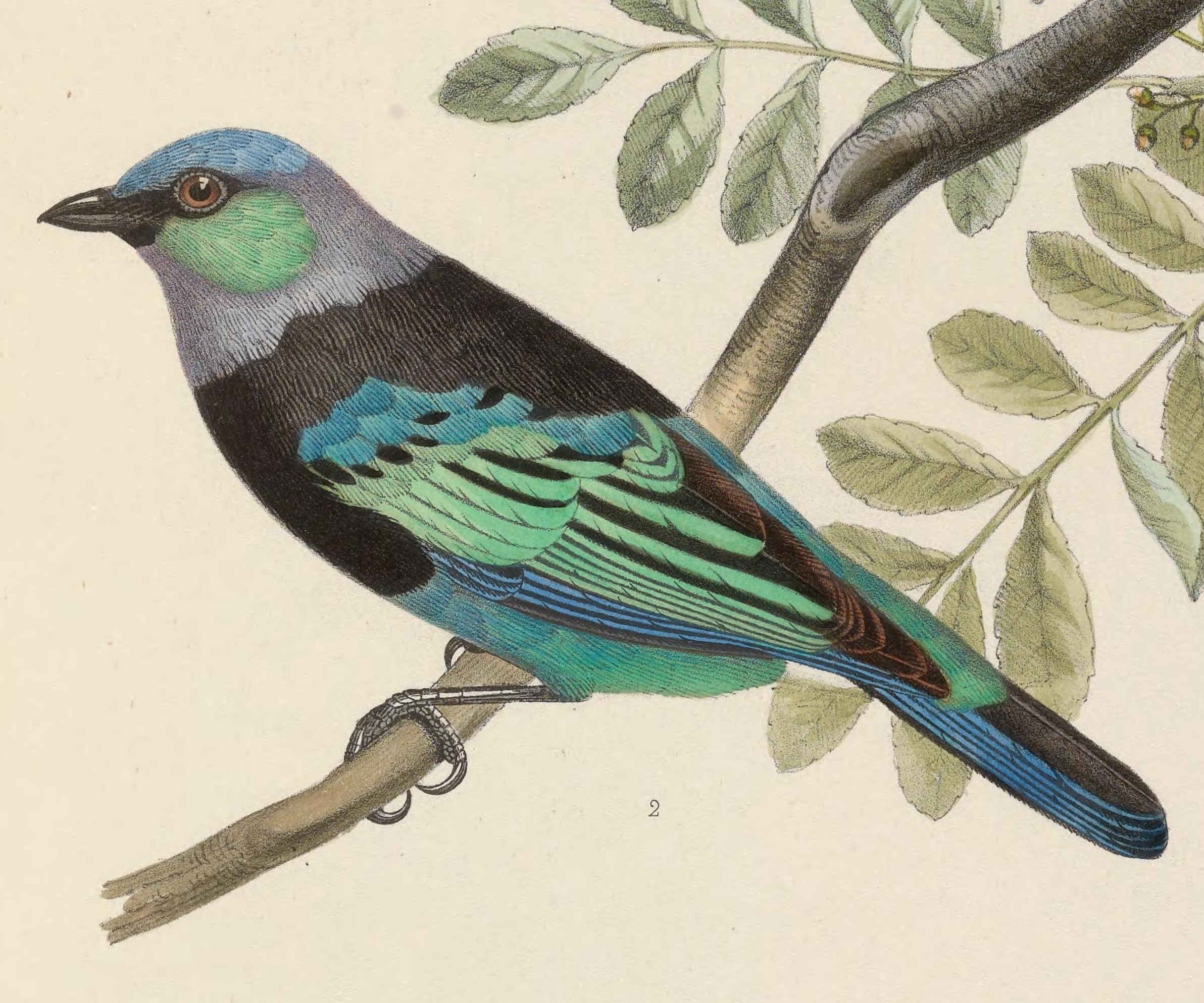 Masked Tanager (Stilpnia nigrocincta) BirdWeather