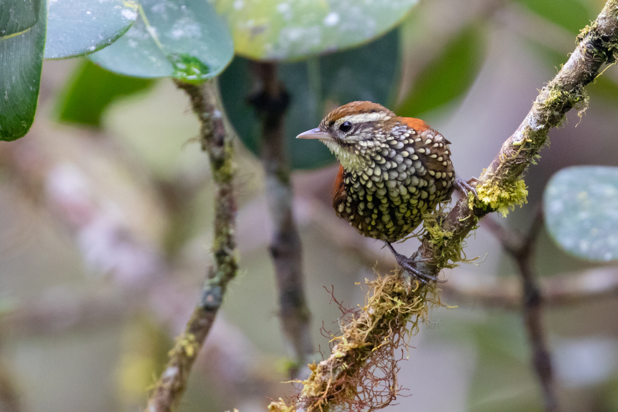 Pearled Treerunner (Margarornis squamiger) :: BirdWeather