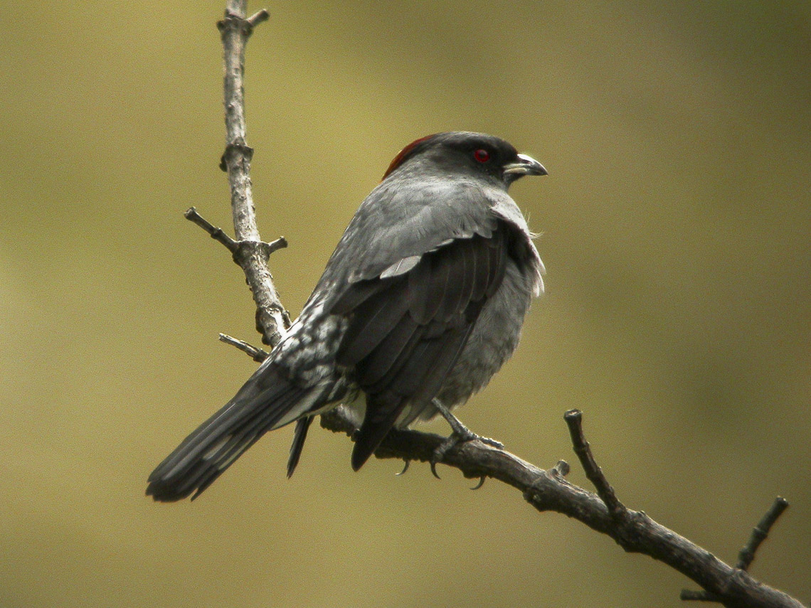 Red Ruffed Cotinga Red-crested Cotinga (Ampelion rubrocristatus) :: BirdWeather